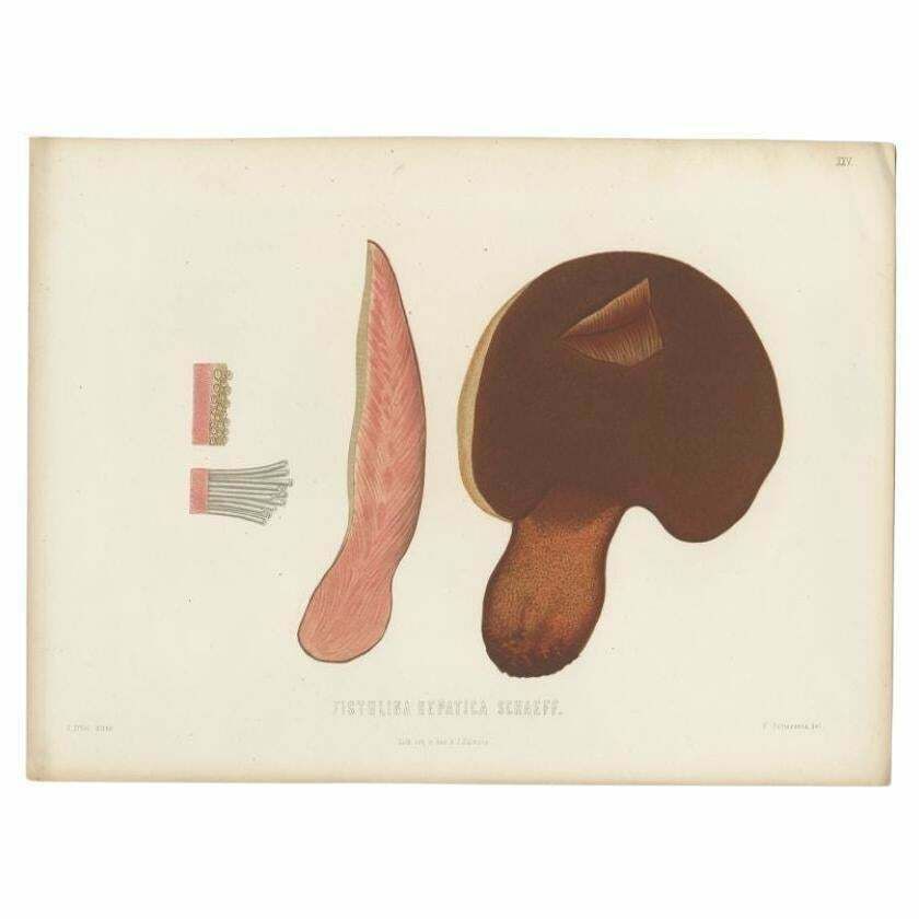 Antique Mycology Print Of The Beefsteak Fungus By Fries, C.1860