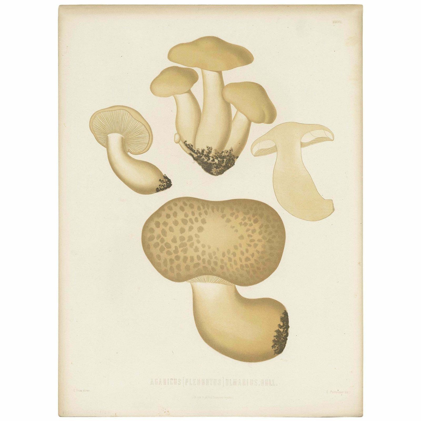Antique Mycology Print Of Oyster Mushrooms By E.M. Fries, Circa 1860