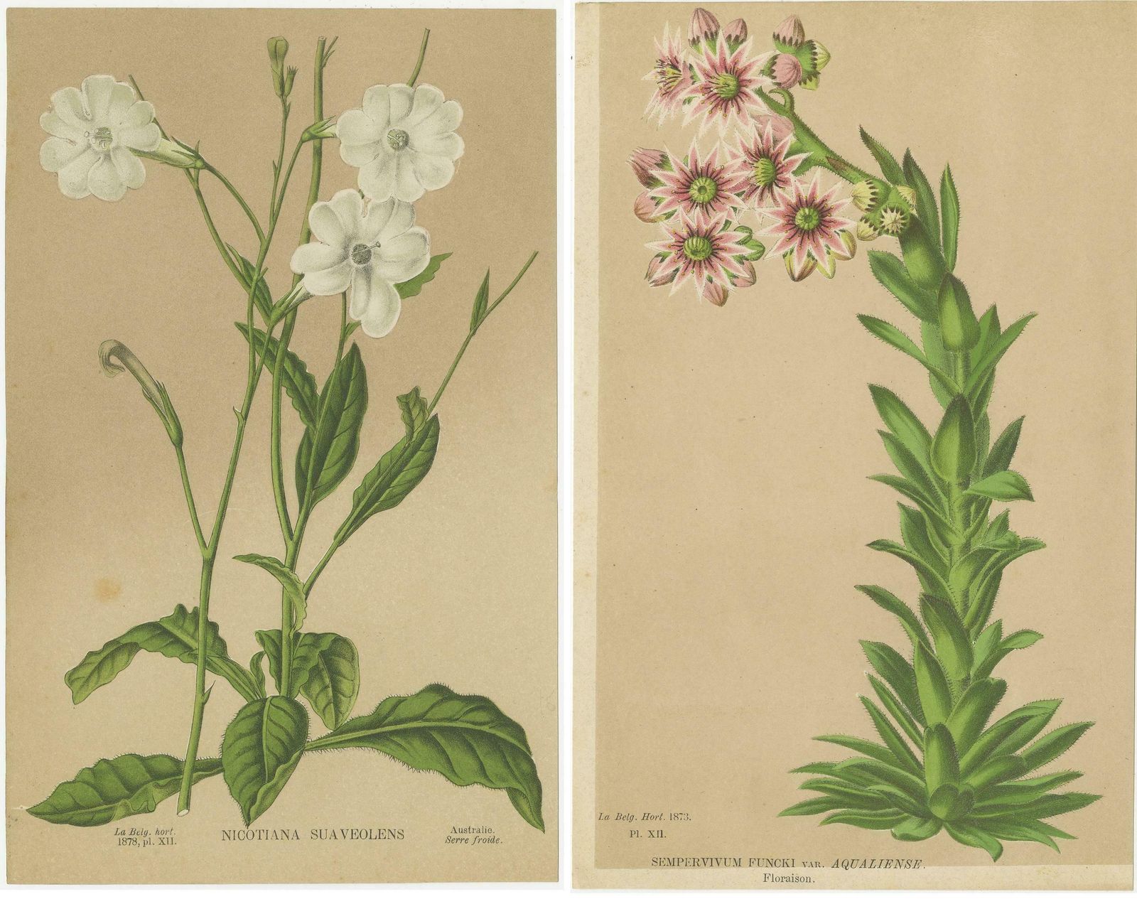 Set Of 2 Antique Botany Prints, Nicotiana Suaveolens 'C.1880' photo for sale