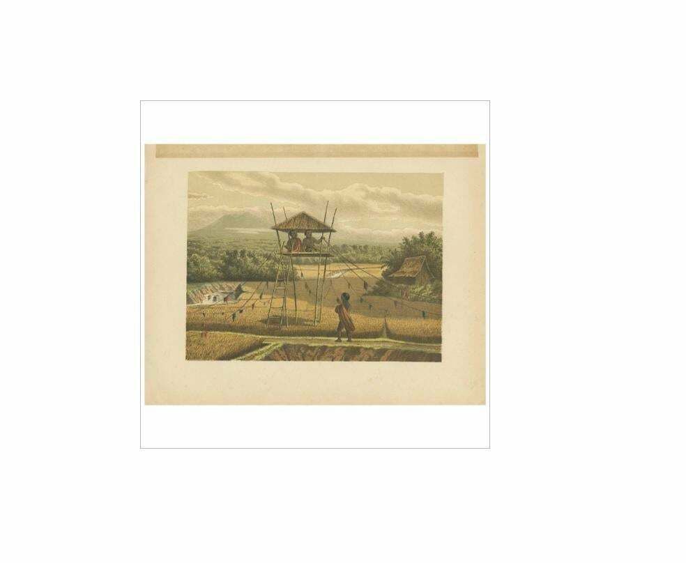 Antique Print Of A Rice Field Near Tempoeran By M.T.H. Perelaer, 1888 photo Art