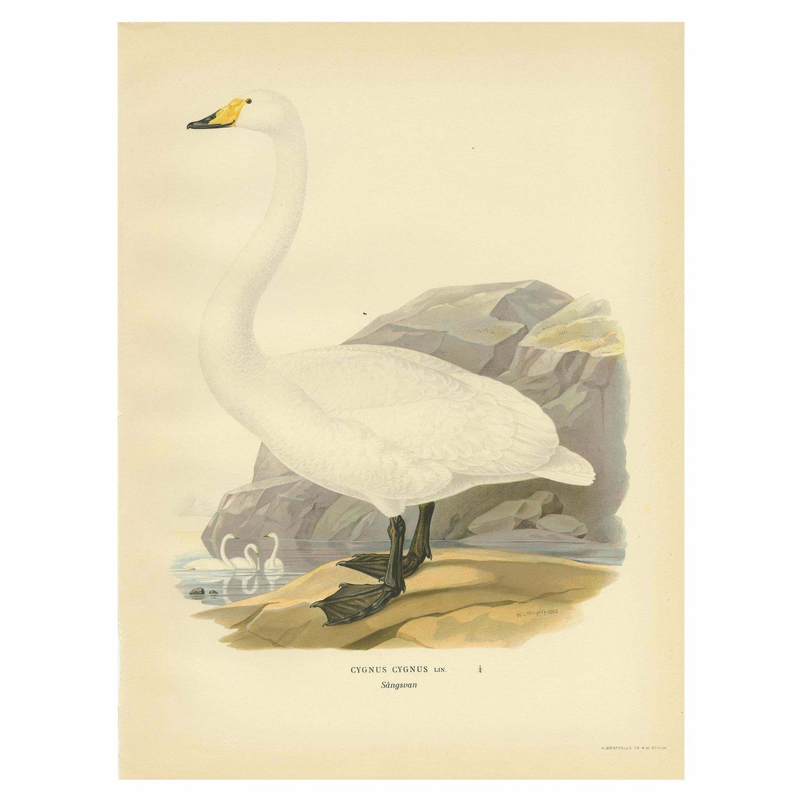 Antique Bird Print Of The Whooper Swan 1929