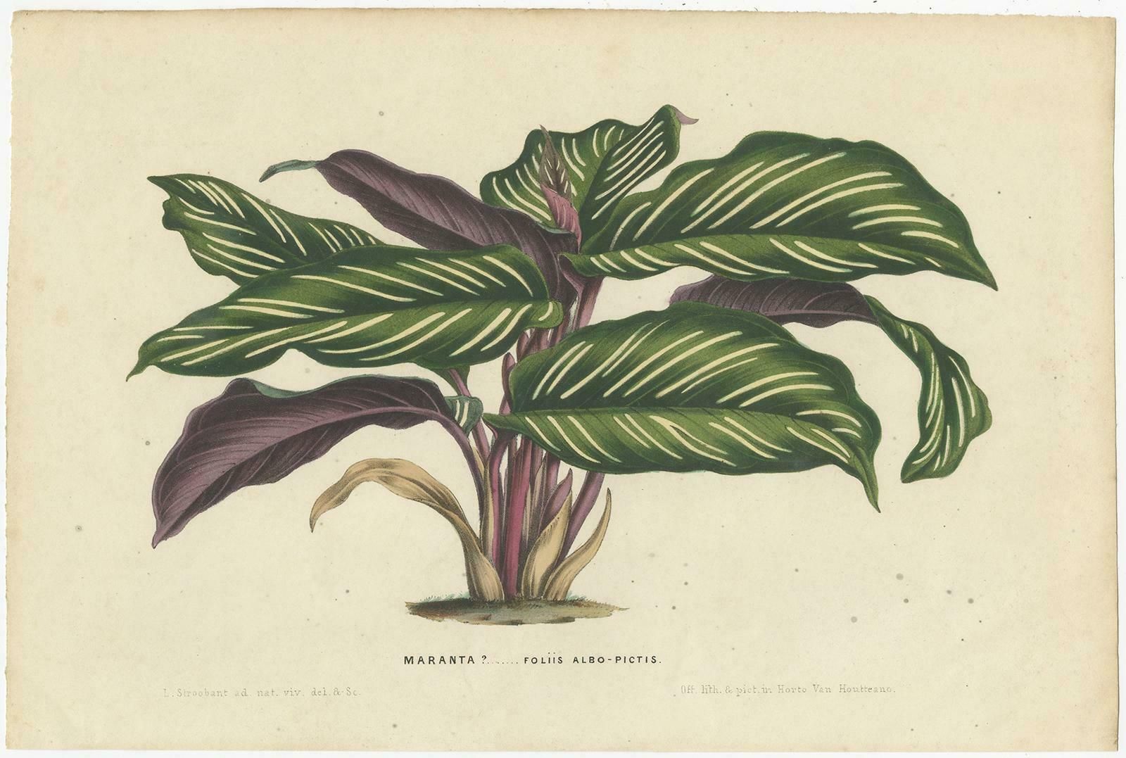 Set Of 2 Antique Botany Prints Of Maranta Plant Species By Van Houtte, '1848 photo for sale