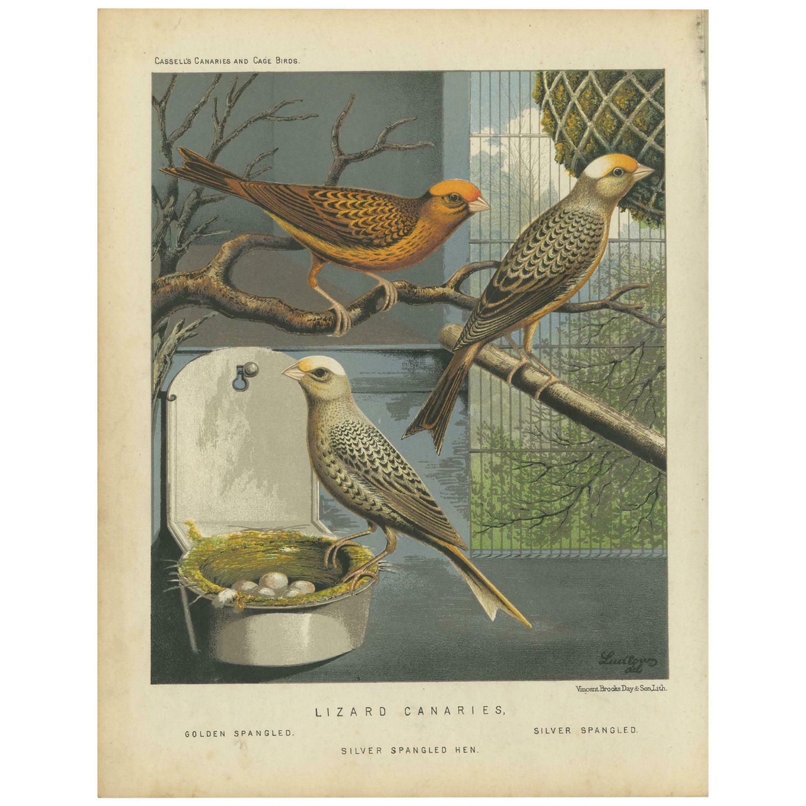 Antique Bird Print Of The Lizard Canaries Golden Spangled And Others, Circa 1880
