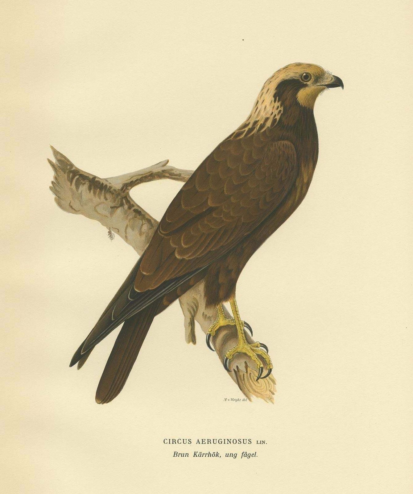 Original Antique Bird Print Of The Western Marsh Harrier, 1929 photo furniture