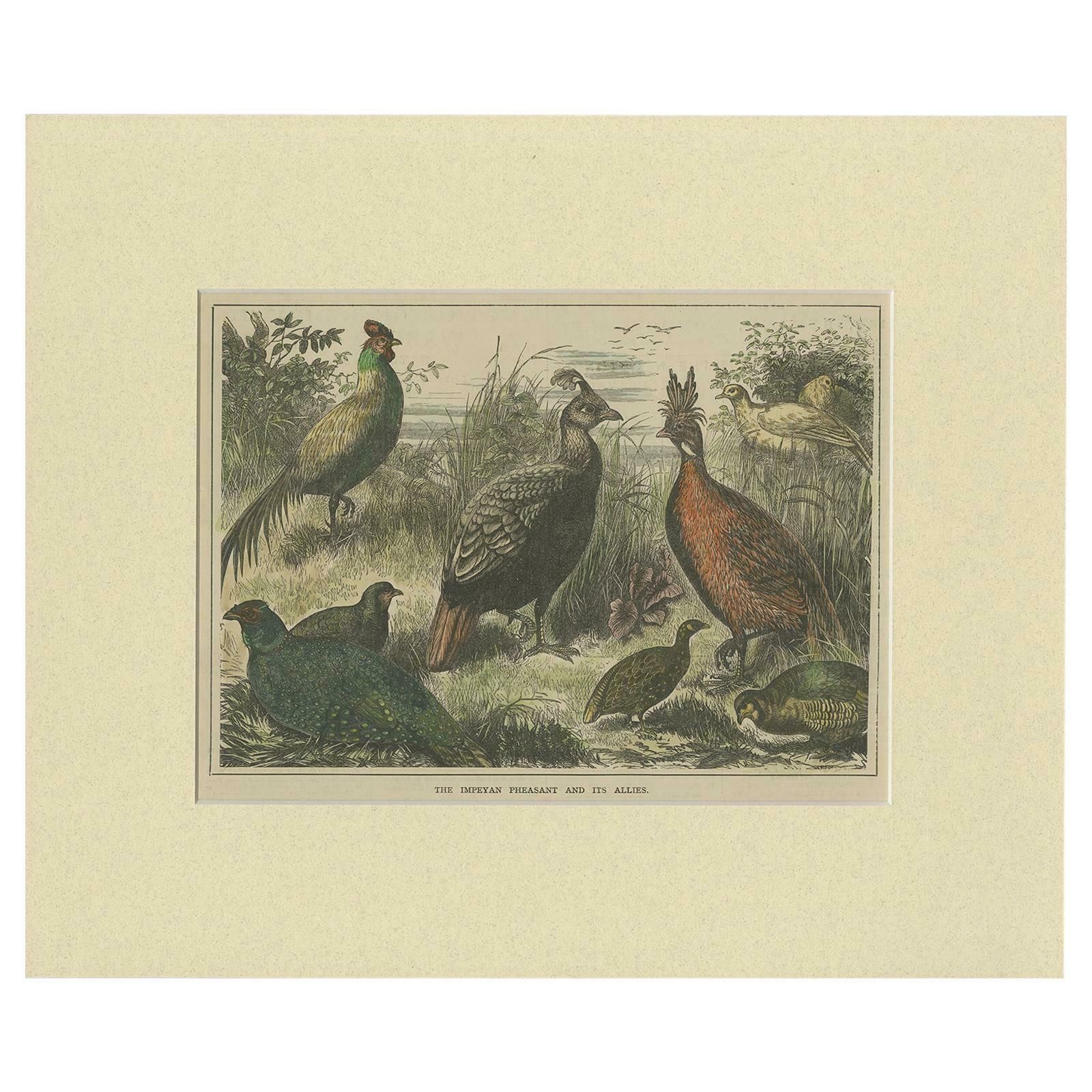 Antique Bird Print Of The Himalayan Monal, '1879'