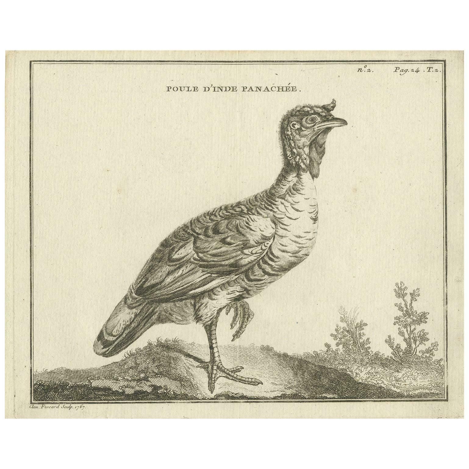 Antique Bird Print Of A Variegated Indian Hen By Fessard, 1819