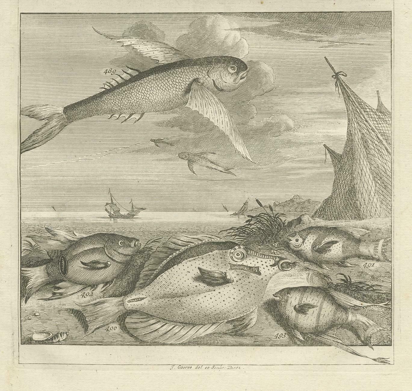 Antique Print Of Fish Species 'No. 451' By Valentijn, 1726 photo Art
