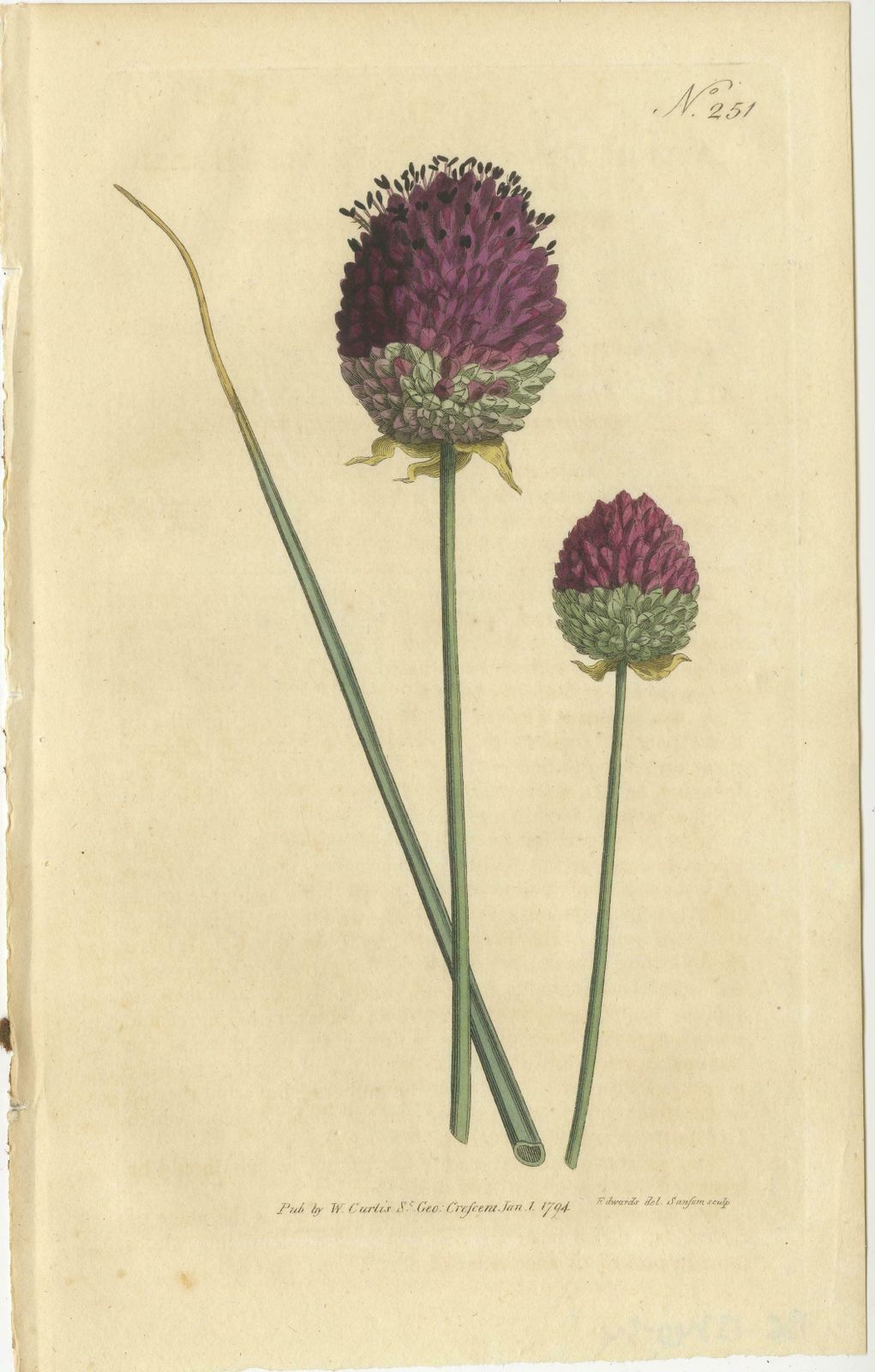 Set Of 2 Antique Botany Prints   Sweet Scabious   Purple Headed Garlic photo Art