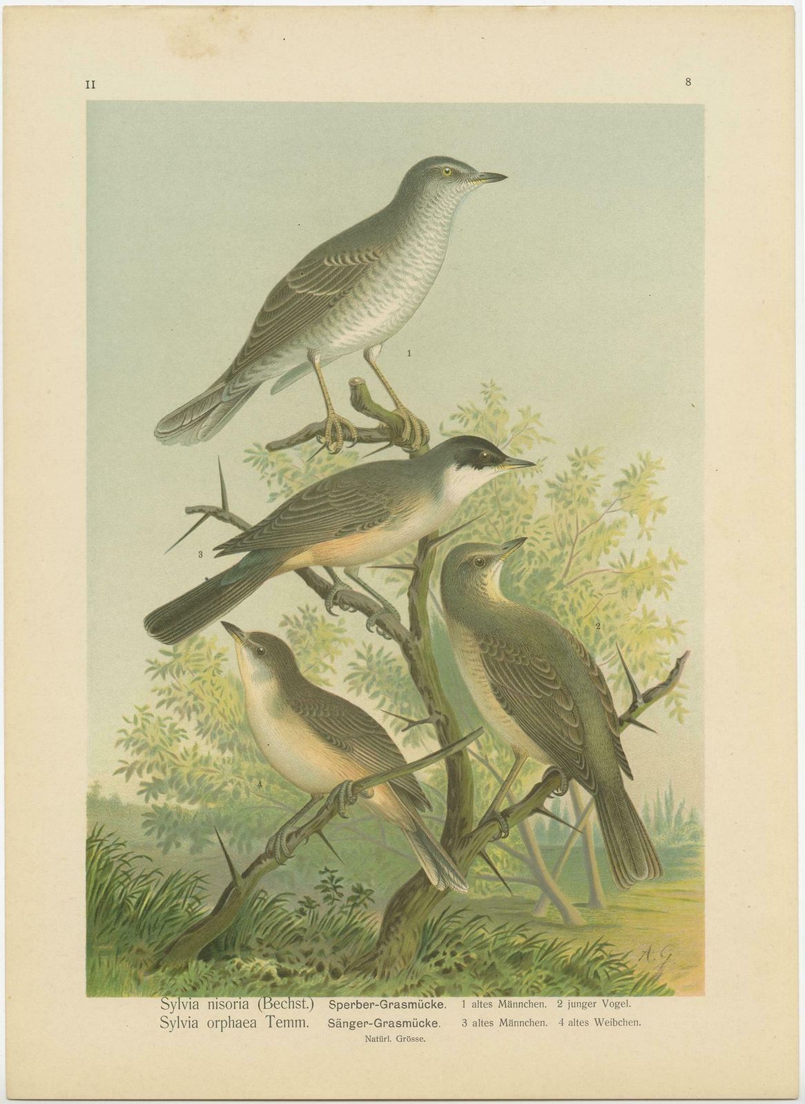 Antique Bird Print Of The Barred & Western Orphean Warble By Naumann, Circa 1895 £113.77 photo Art