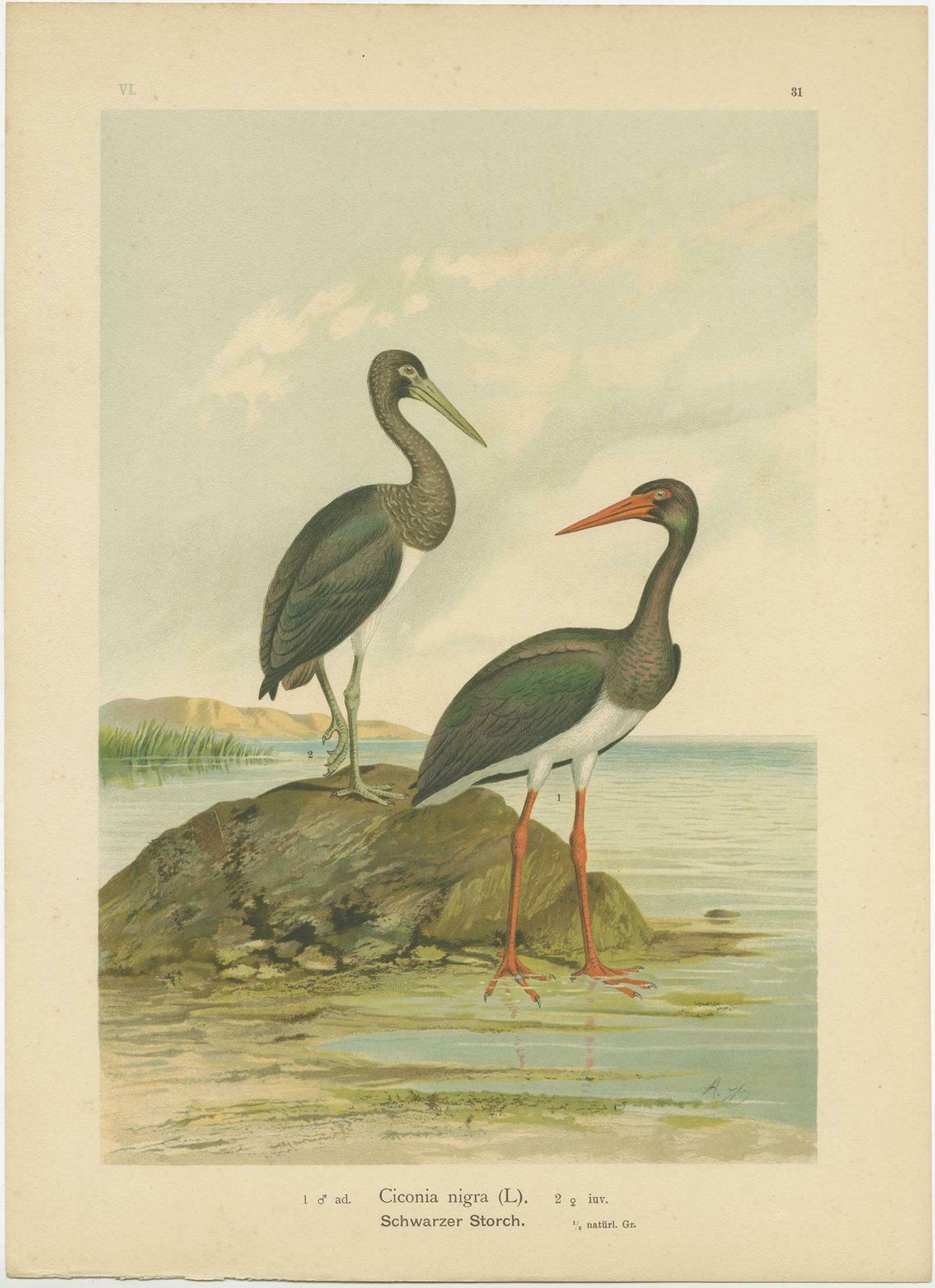 Antique Bird Print Of The Black Stork By Naumann, Circa 1895 photo Art