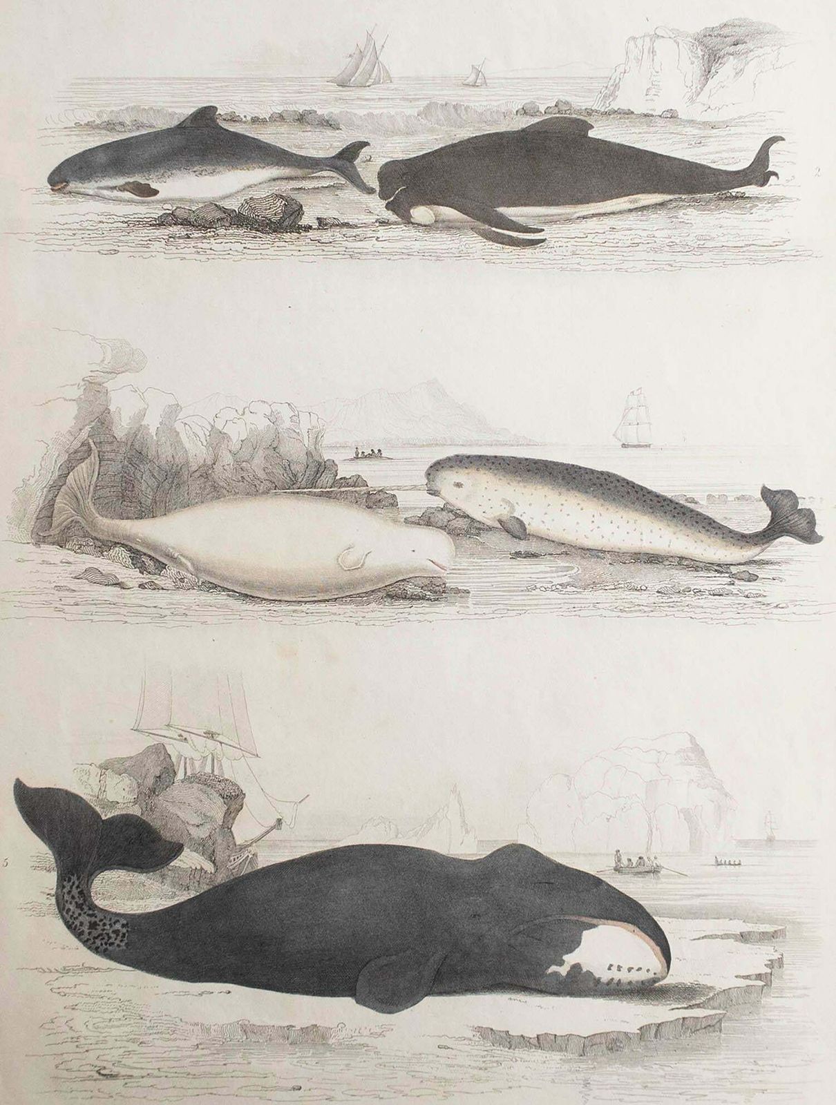 Large Original Antique Natural History Print, Whales And Dolphins, Circa 1835 photo furniture