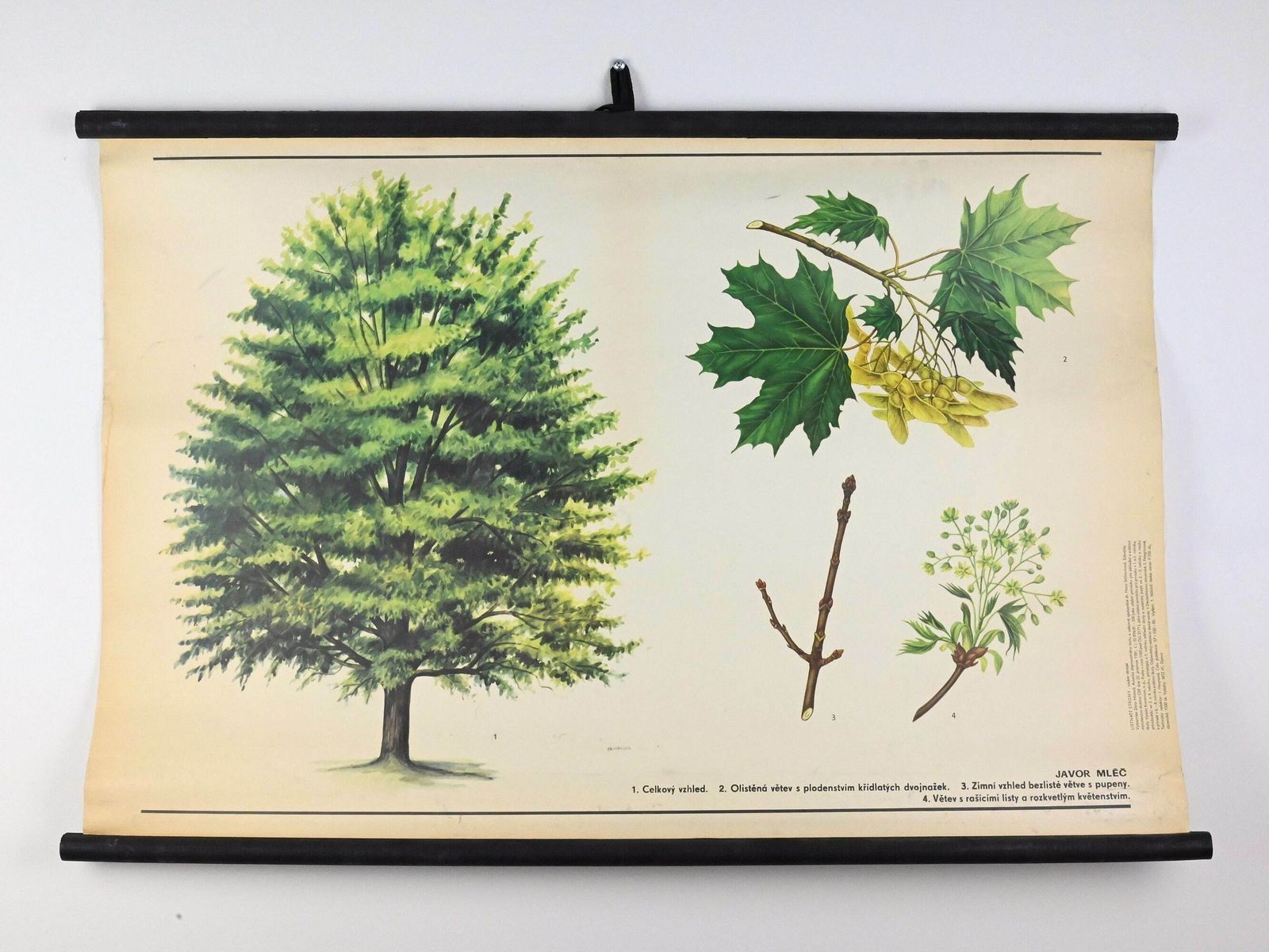 Botanical School Chart, Pull Down Chart, School Pull Down Chart, Vintage School Chart, School Chart, School Pull Down, School Poster, School