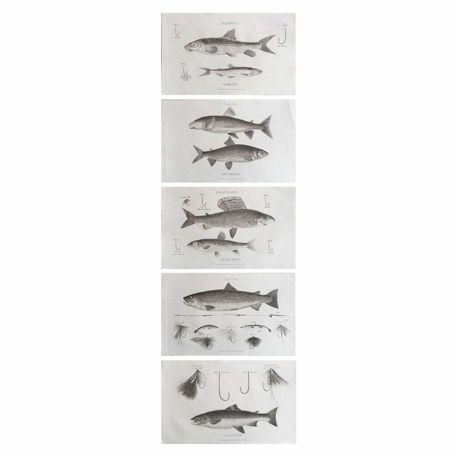 Set Of 5 Original Antique Fishing / Angling Prints, Dated 1801