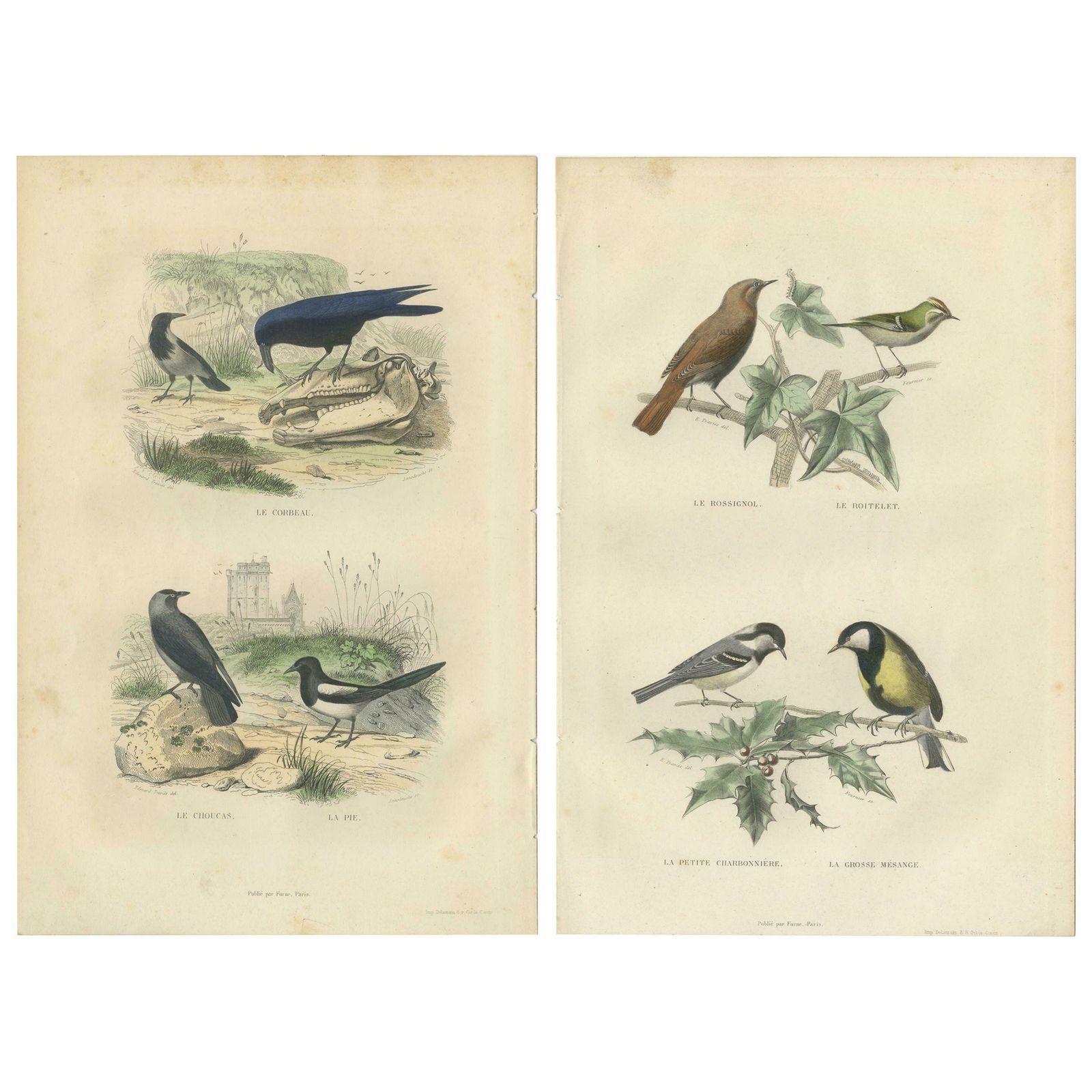 Set Of 2 Antique Bird Prints Rave, Western Jackdaw, Nightingale By Buffon