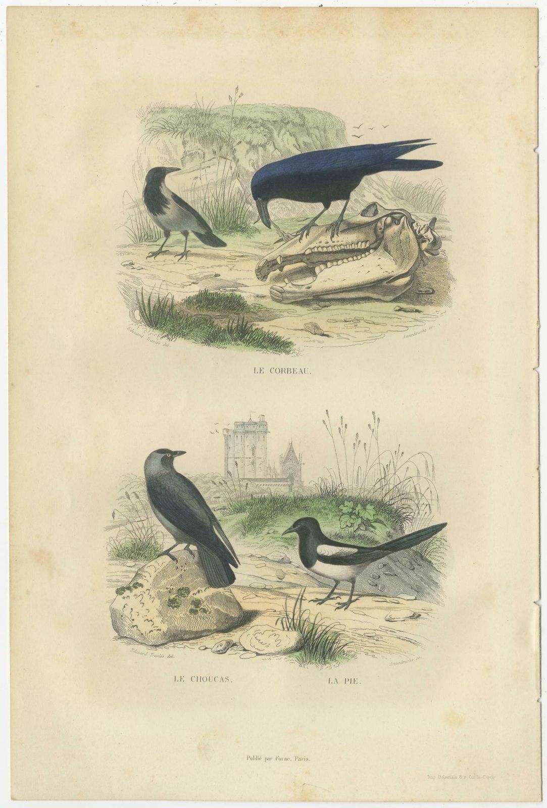 Set Of 2 Antique Bird Prints Rave, Western Jackdaw, Nightingale By Buffon photo furniture
