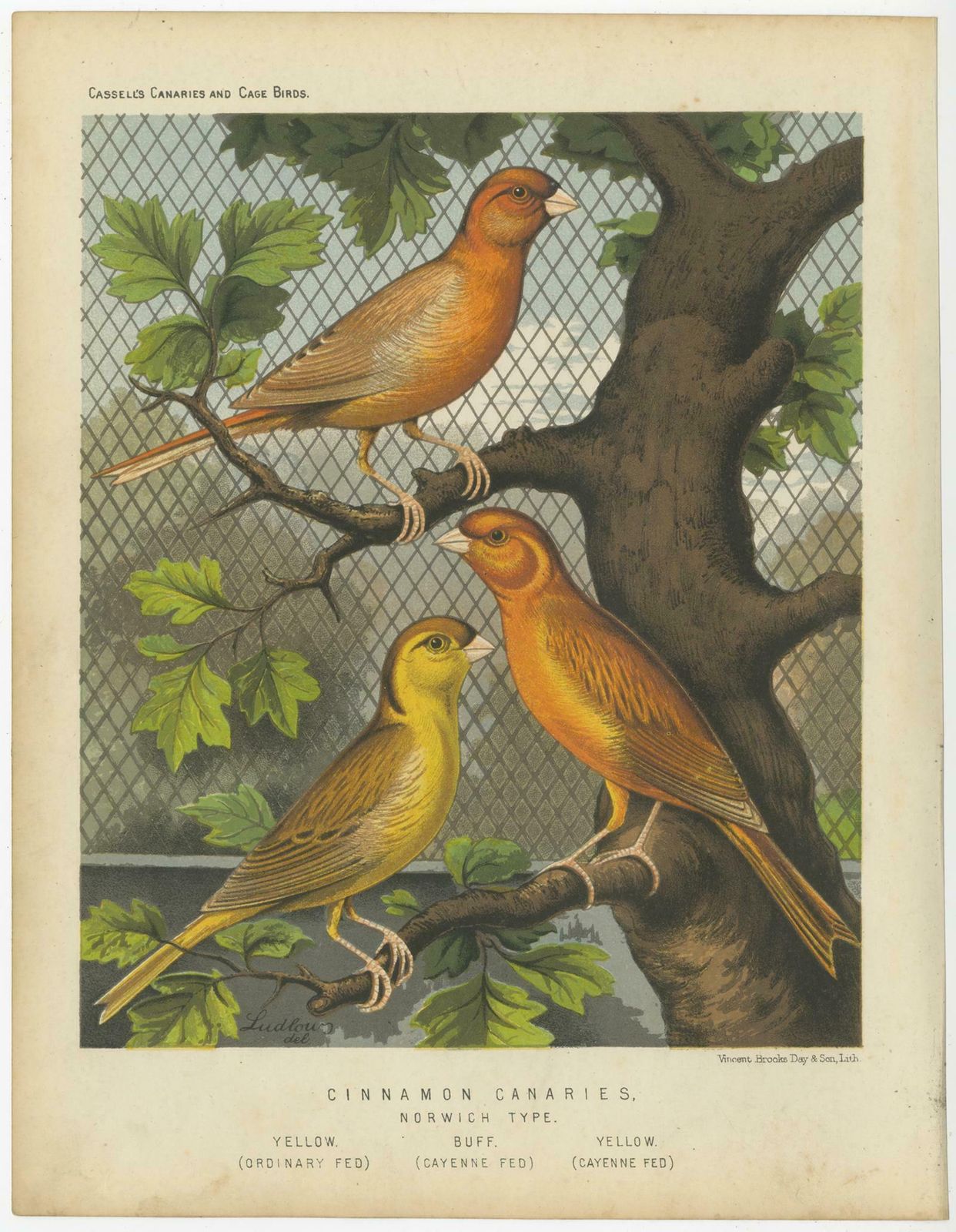 Antique Bird Print Of The Cinnamon Canaries Norwic, Yellow Ordinary And Otherss photo for sale