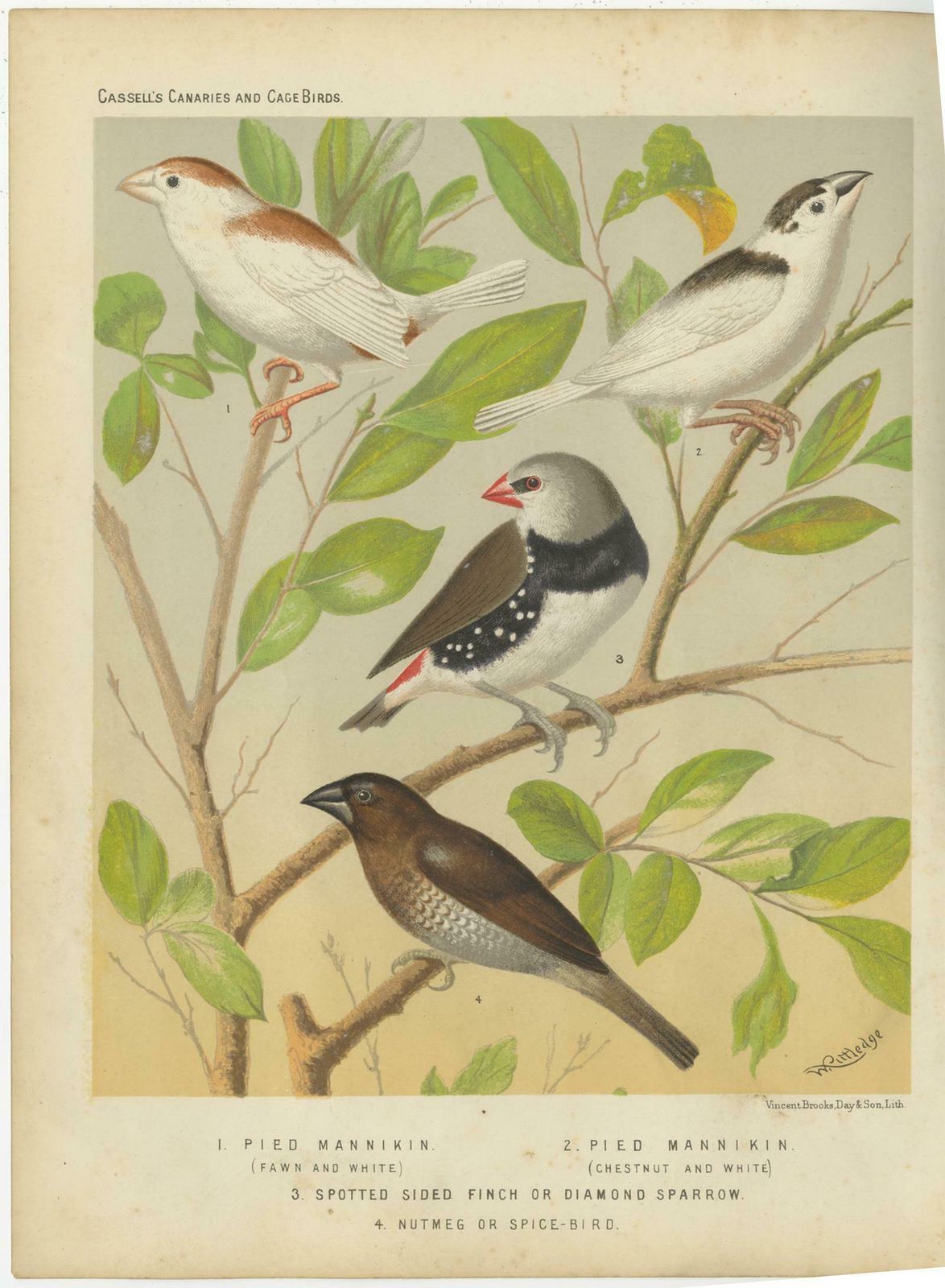 Antique Bird Print Of The Magpie 'Pied' Mannikin, Spotted Sided Finch And Others photo for sale