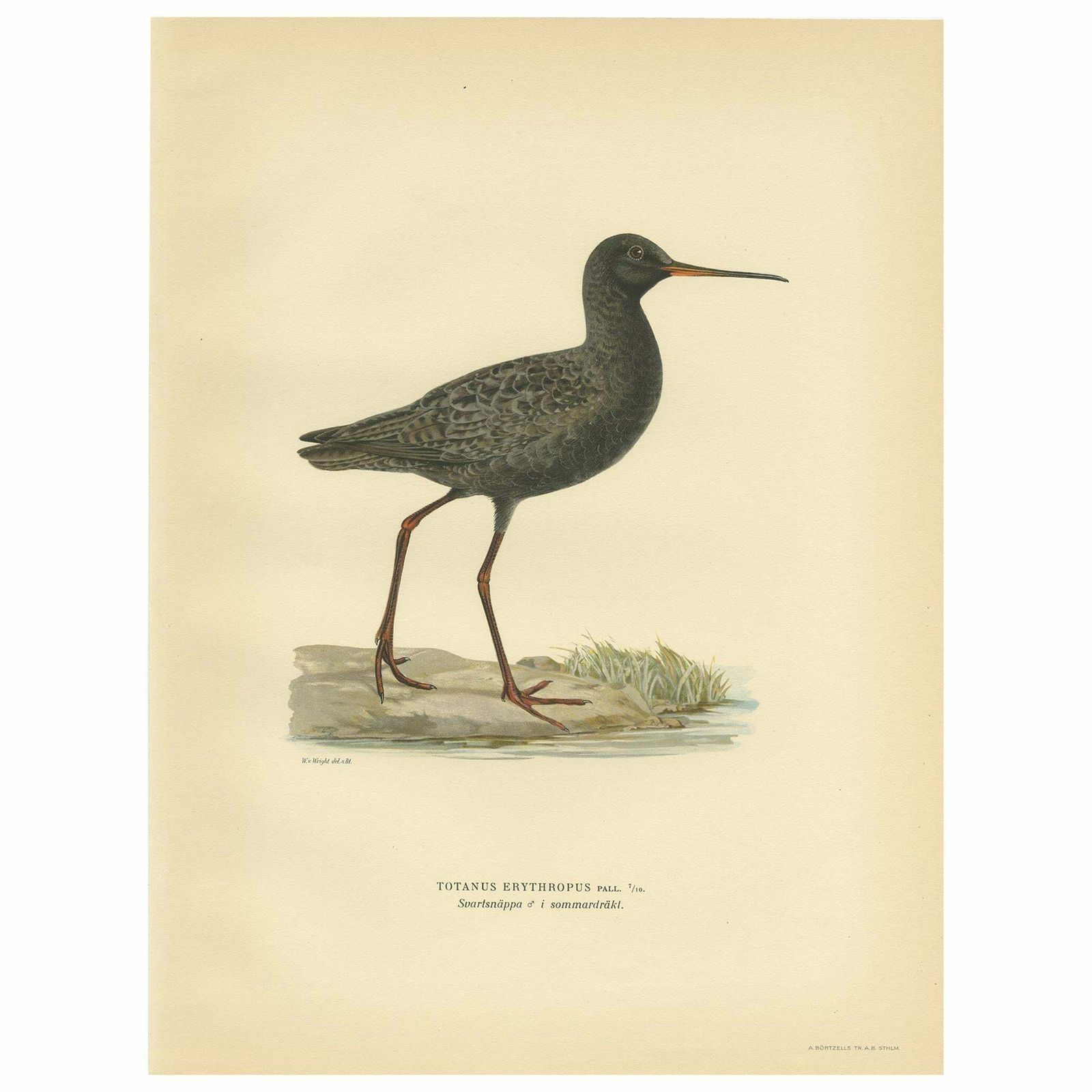 Antique Bird Print Of The Spotted Redshank 'Summer' By Von Wright, 1929
