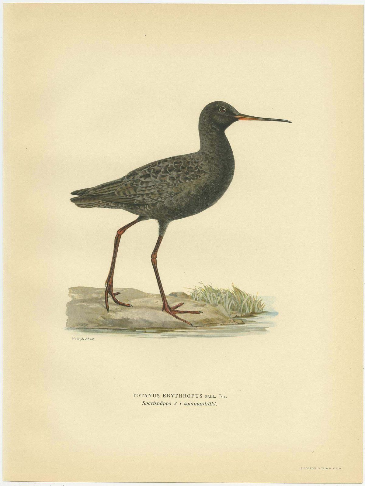 Antique Bird Print Of The Spotted Redshank 'Summer' By Von Wright, 1929 photo for sale