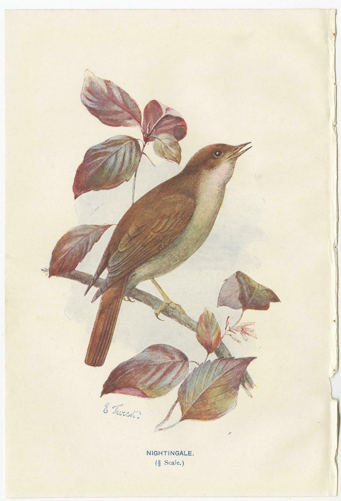 Set Of 4 Antique Bird Prints Ringdove, Shore Lark, Nightingale, Rock Dove photo Art