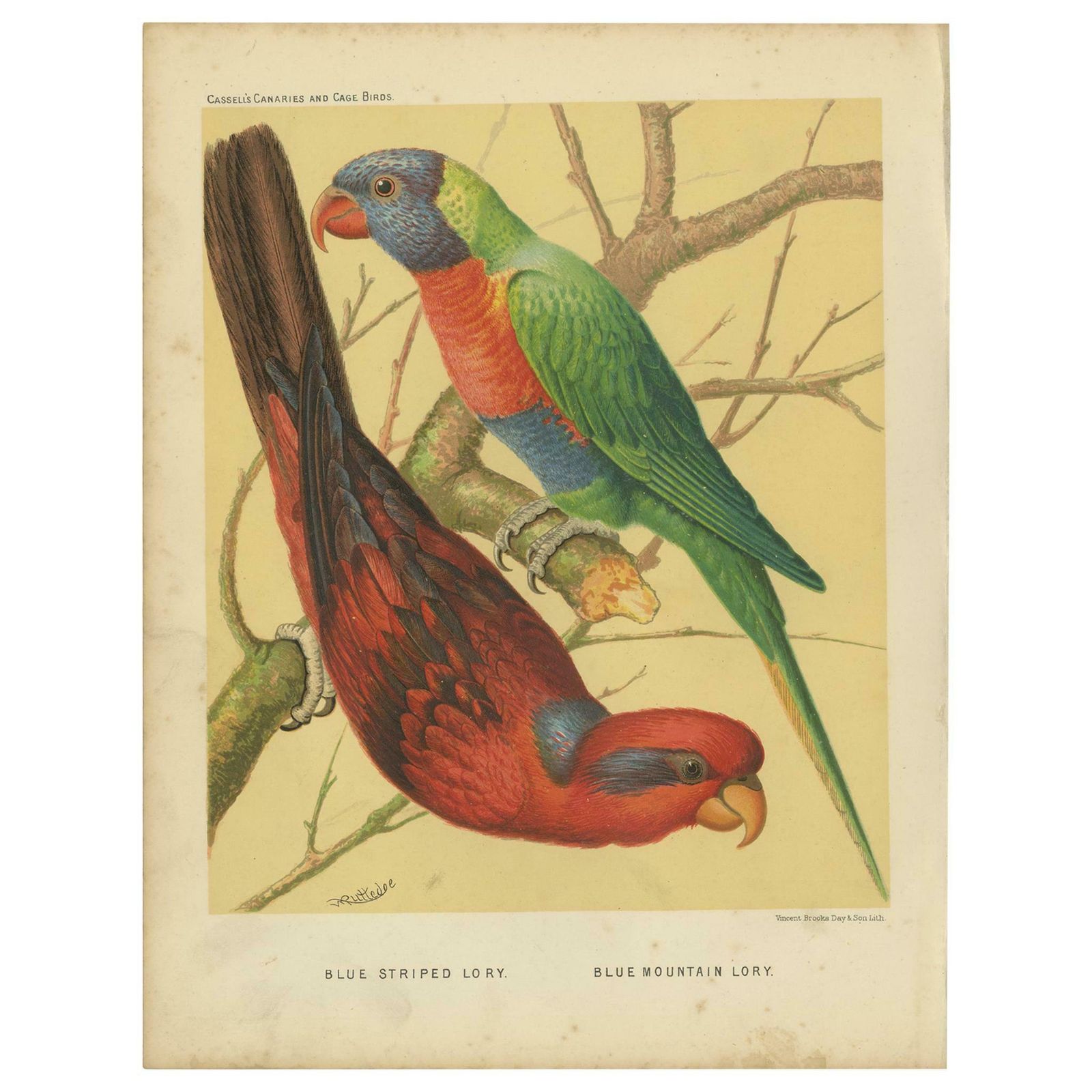 Antique Bird Print Of Blue Streaked Lory And Blue Mountain Lory 'Circa 1880'