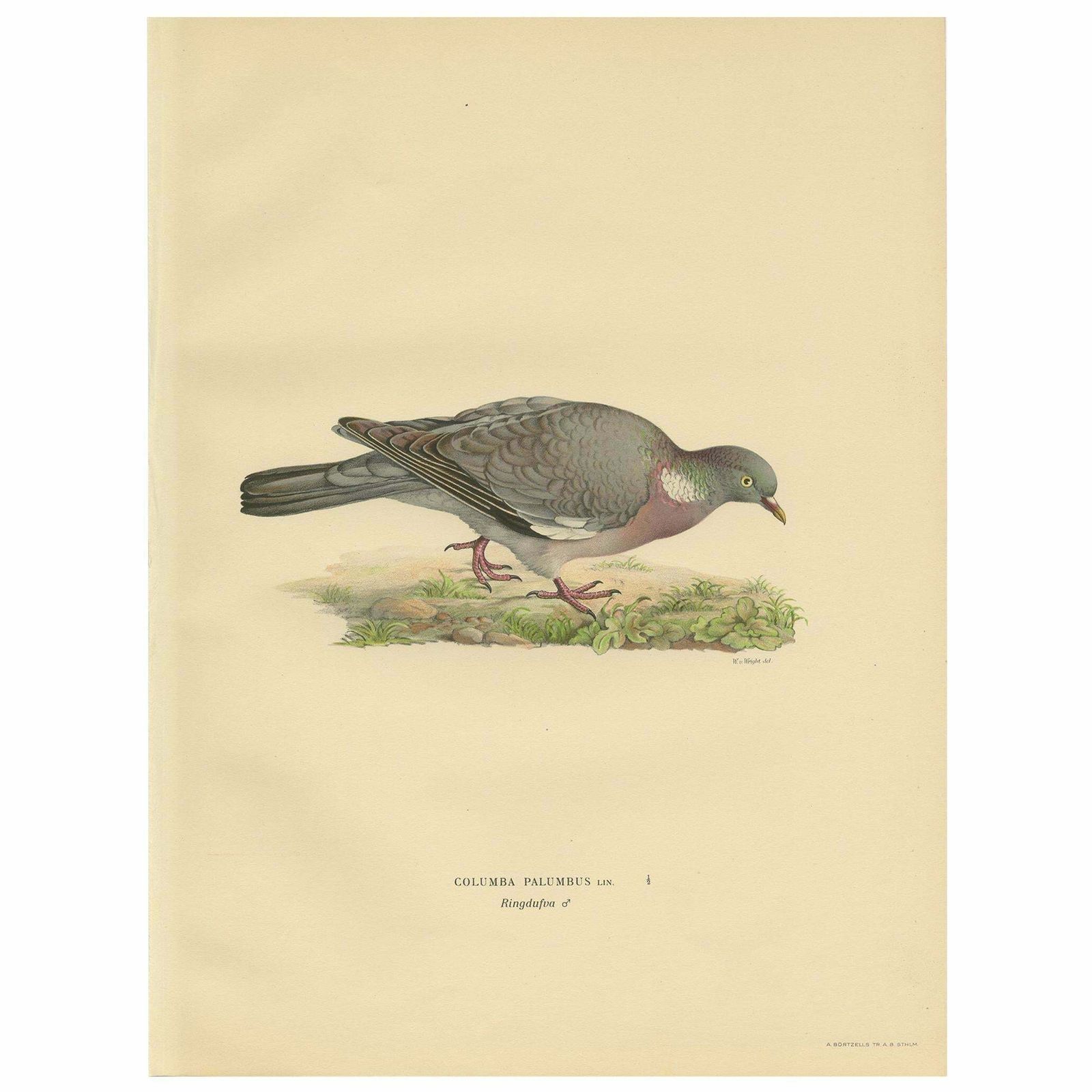 Antique Bird Print Of The Common Wood Pigeon By Von Wright, 1929