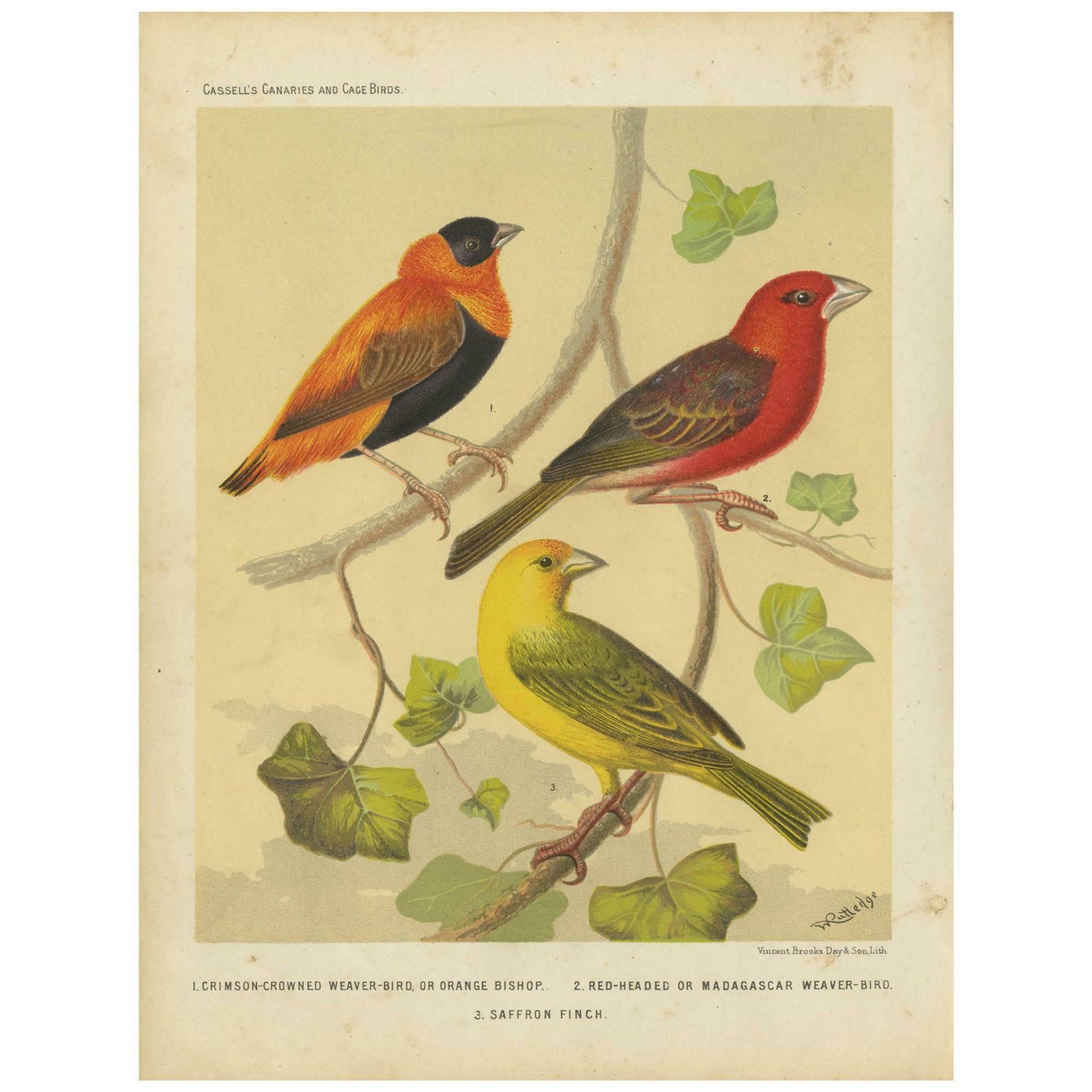 Antique Bird Print Of The Orange Weaver, Red Headed Weaver And Saffron Finch