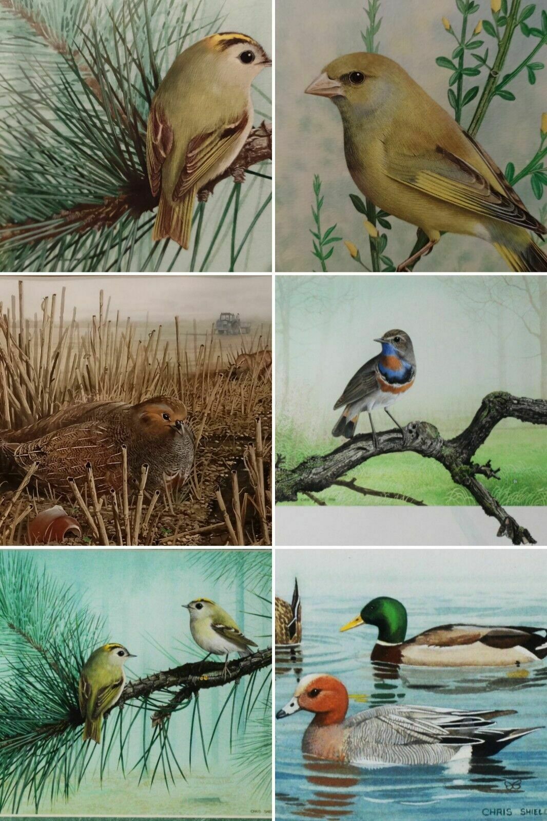 Ornithology Collection Of Signed Paintings By Chris Shields X 7 Framed Vary Size