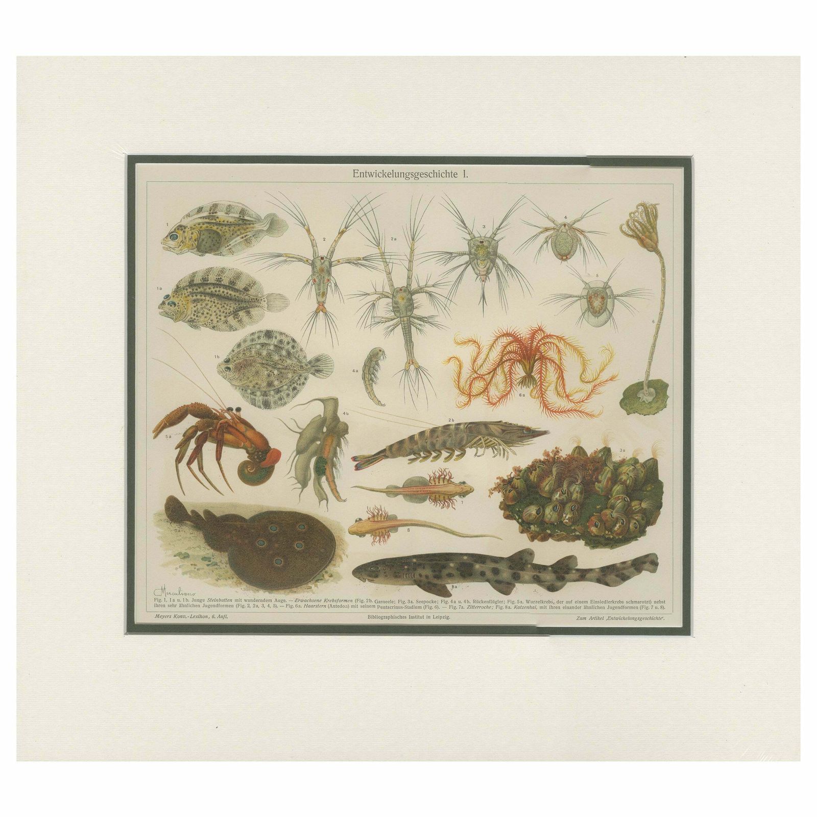 Antique Print Of Various Marine Life By Meyer 'C.1905'