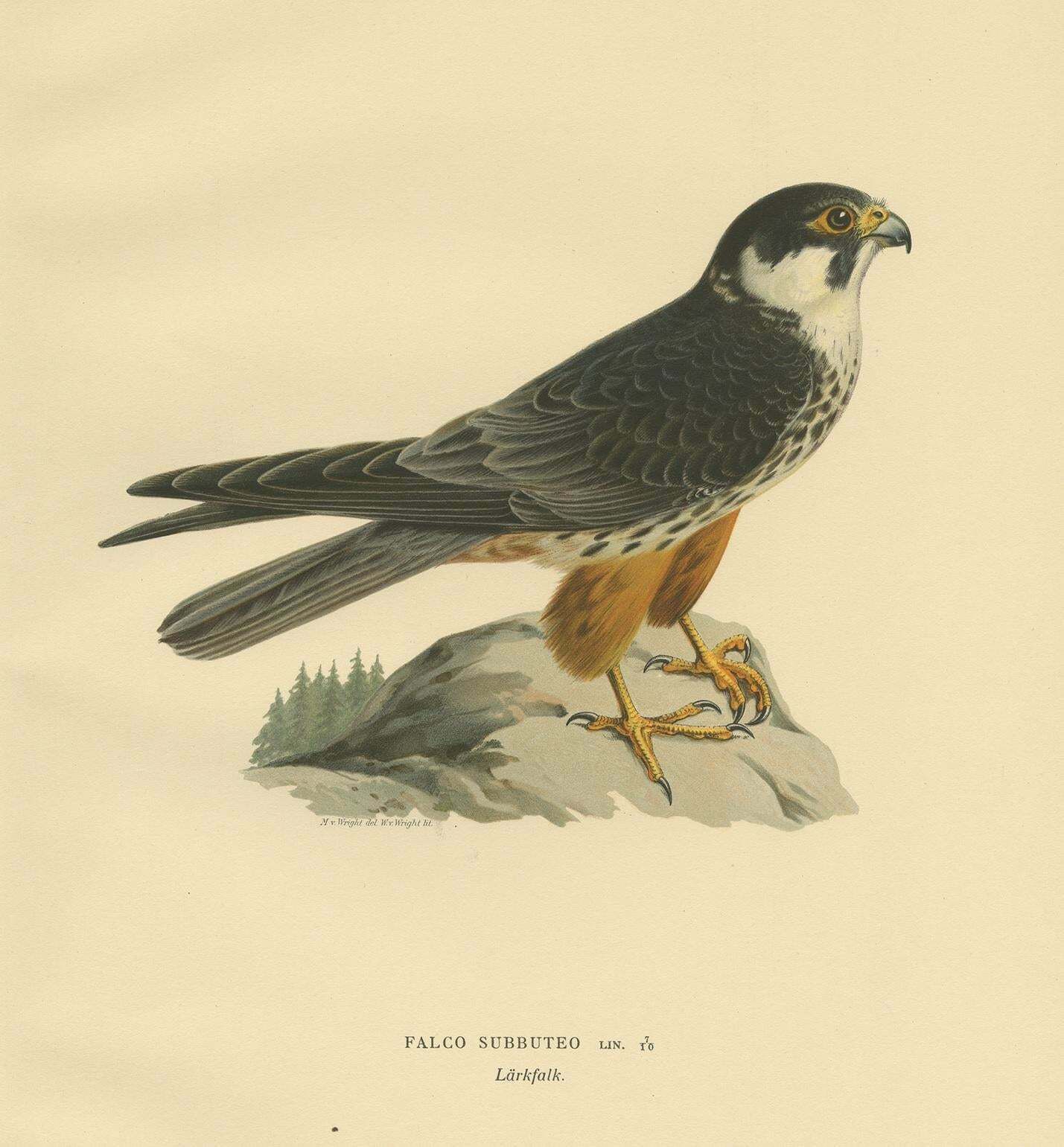 Antique Bird Print Of The Eurasian Hobby Falcon By Von Wright '1929' photo for sale