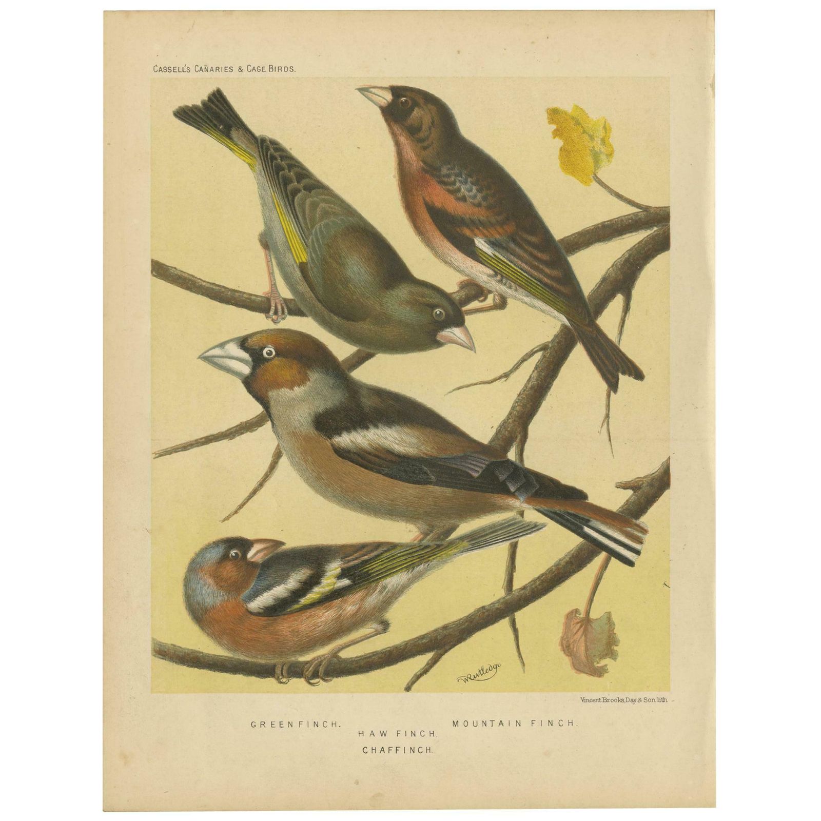 Antique Bird Print Of Greenfinch Haw Finch Mountain Finch And Chaffinch