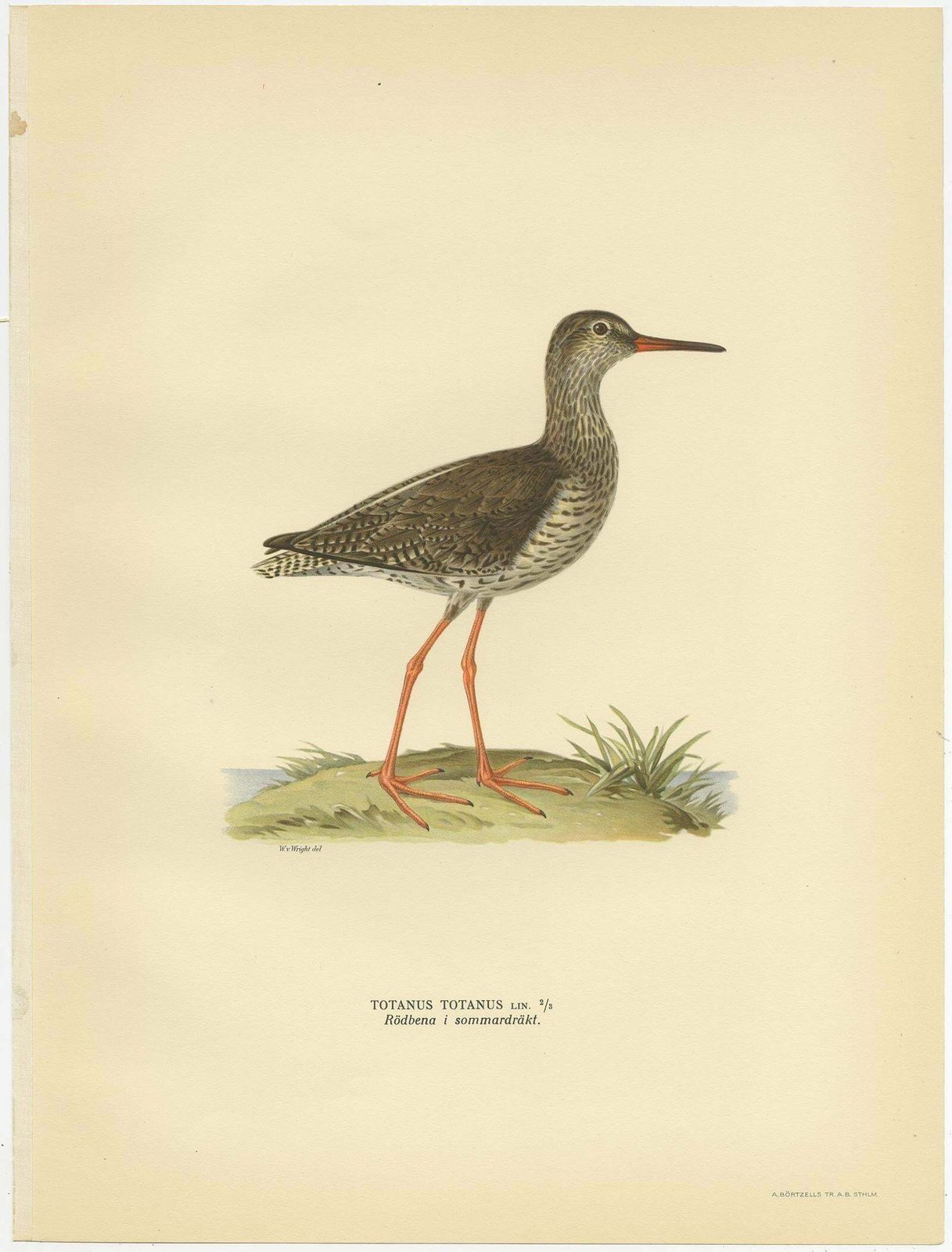 Antique Bird Print Of The Common Redshank ;Summer' By Von Wright, 1929 photo Art