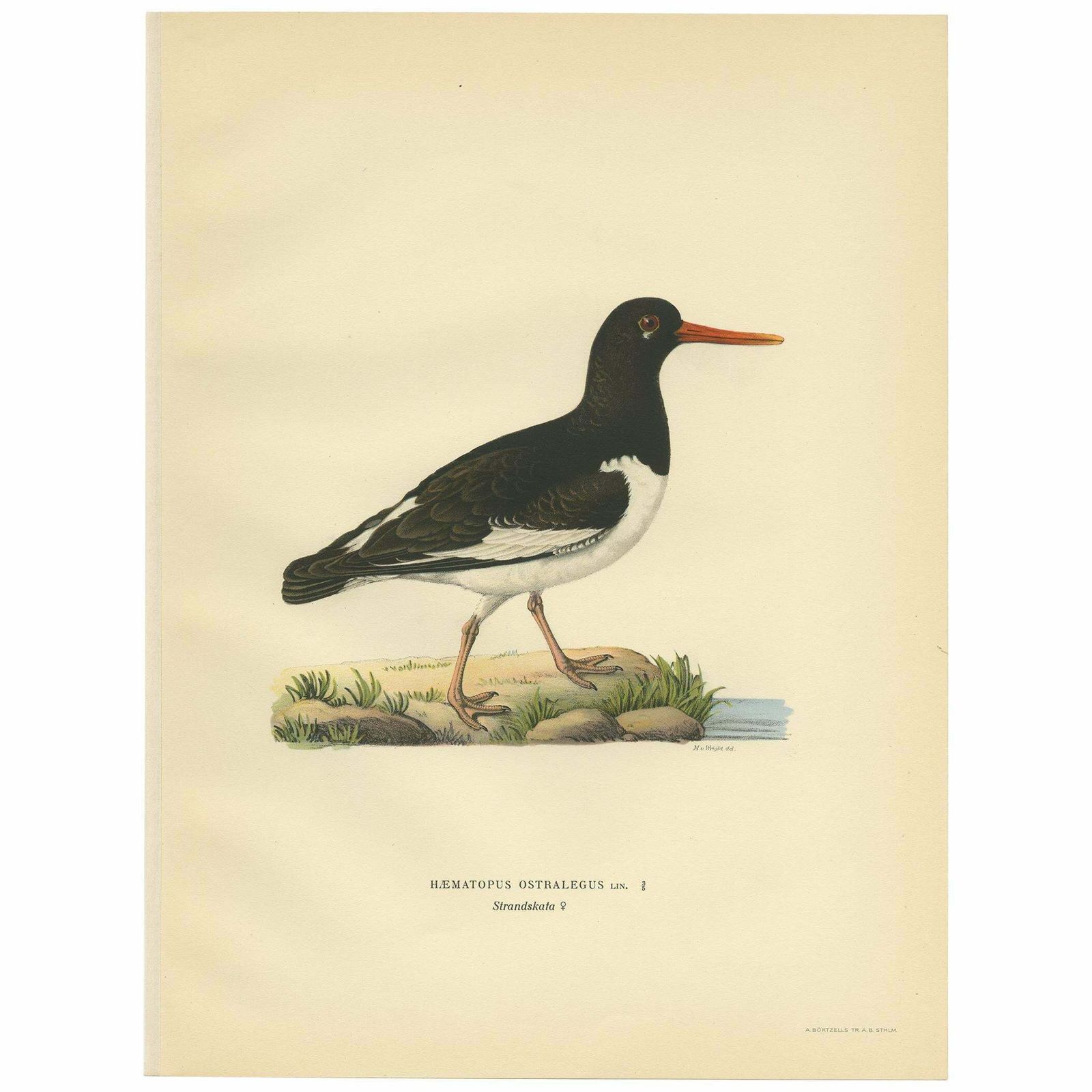 Antique Bird Print Of The Eurasian Oystercatcher By Von Wright, 1929