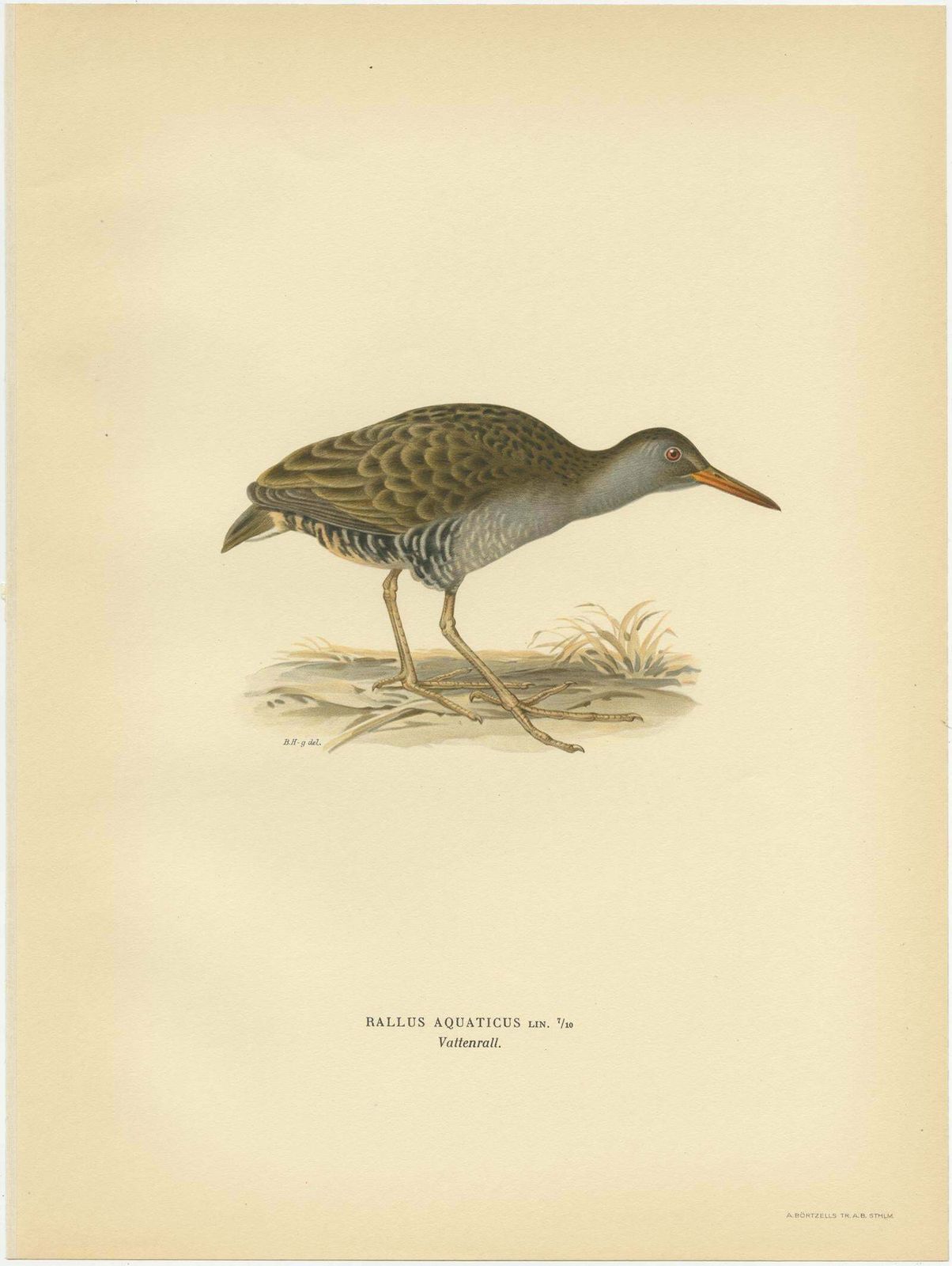 Antique Bird Print Of The Water Rail By Von Wright '1929' photo Art