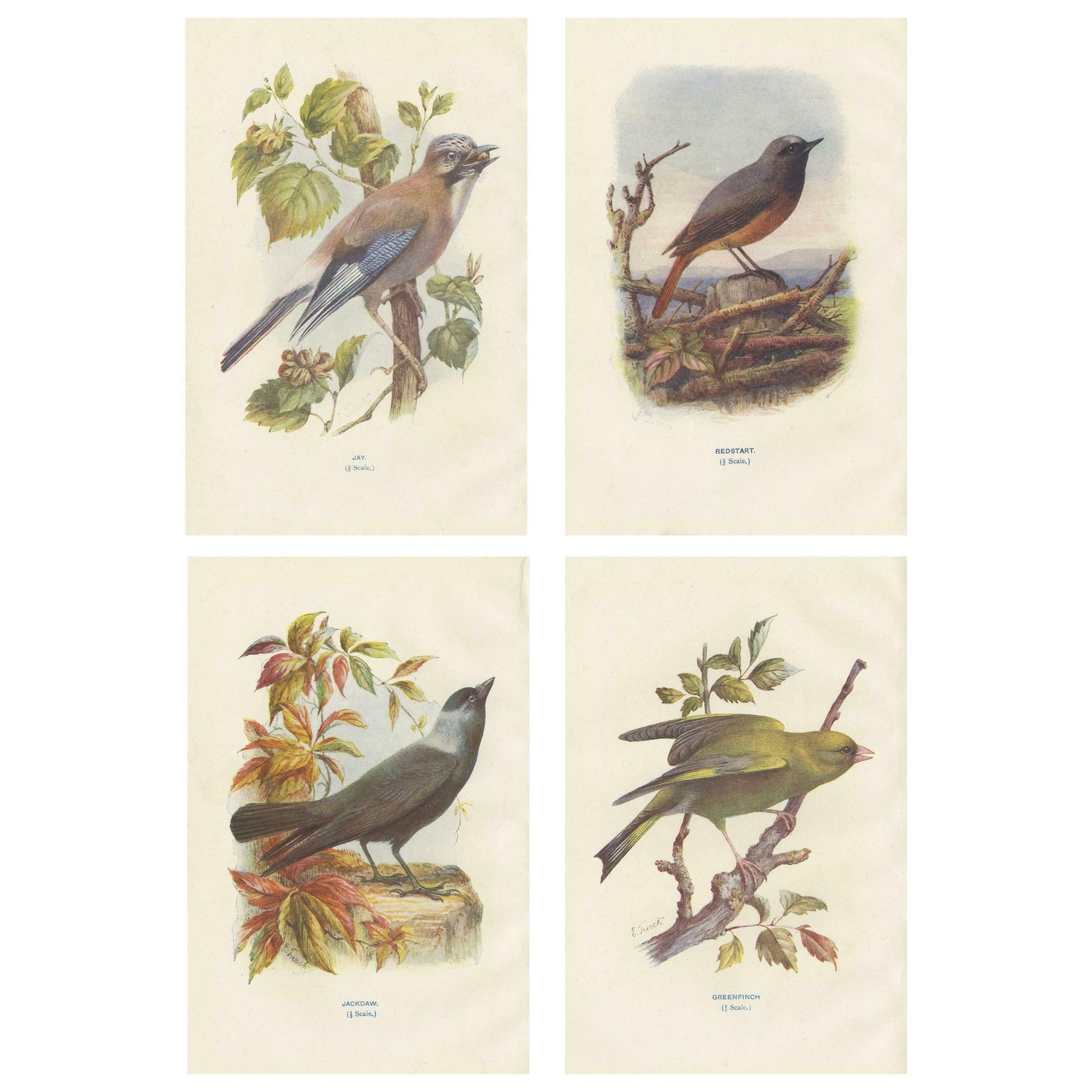 Set Of 4 Antique Bird Prints Jay, Redstart, Jackdaw, Greenfinch, '1901'