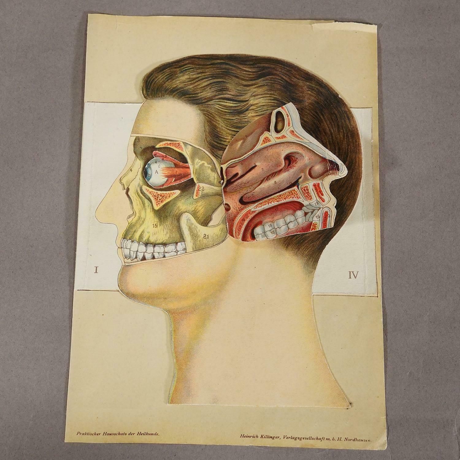 1900s Foldable Anatomical Brochure Depicting The Human Head photo for sale
