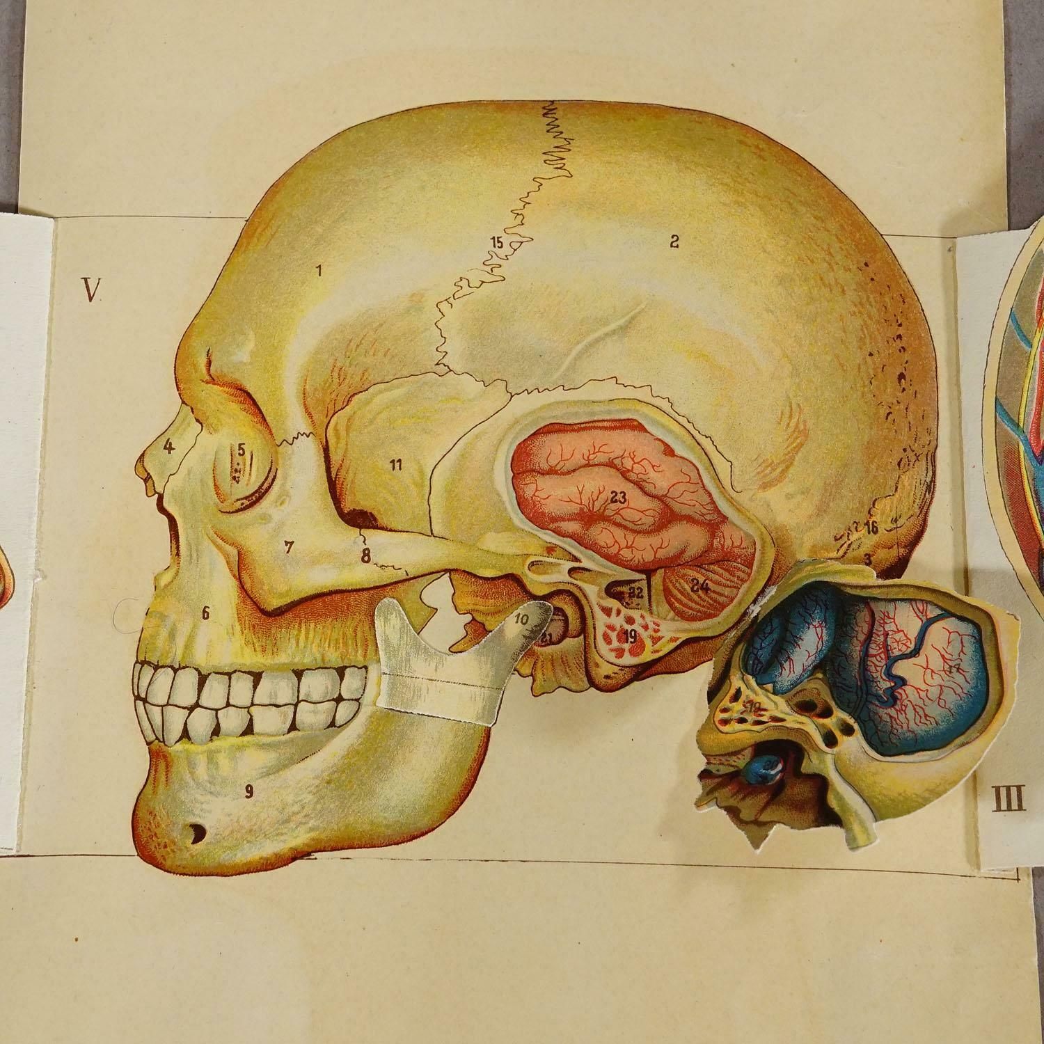 1900s Foldable Anatomical Brochure Depicting The Human Head photo vinterior
