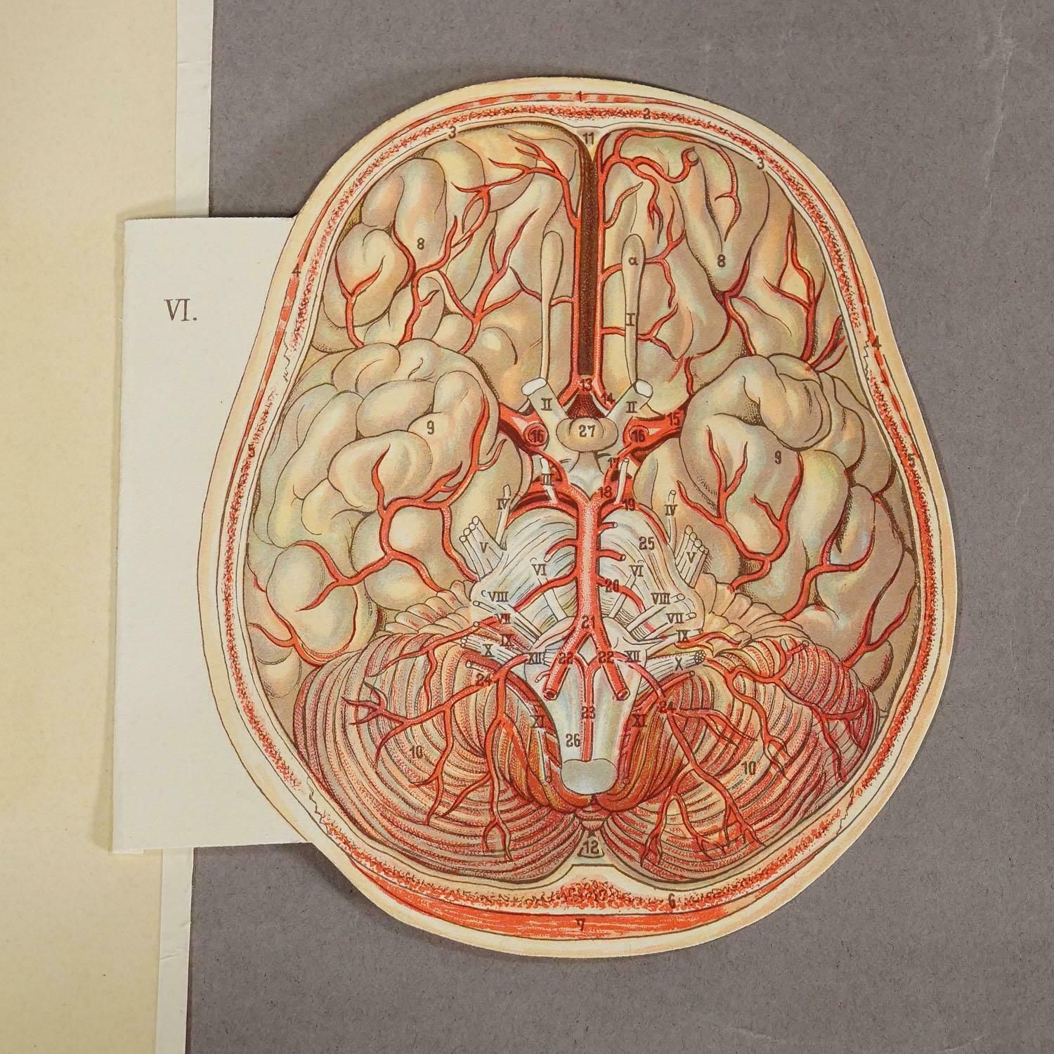 photo furniture 1900s Foldable Anatomical Brochure Depicting The Human Head