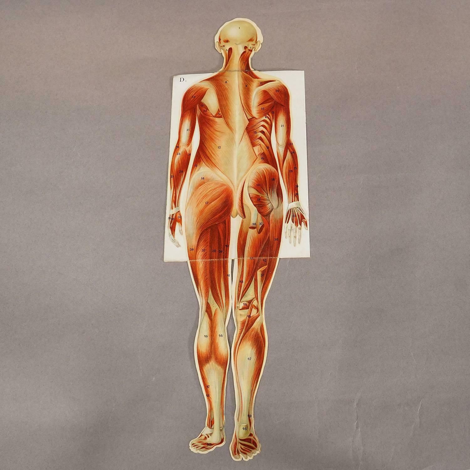 Foldable Anatomical Brochure Depicting Female Anatomy Ca.1900s photo buy