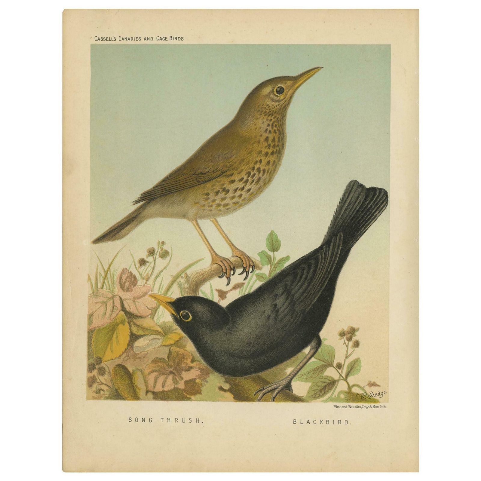 Antique Bird Print Of The Thrush And Blackbird, Circa 1880