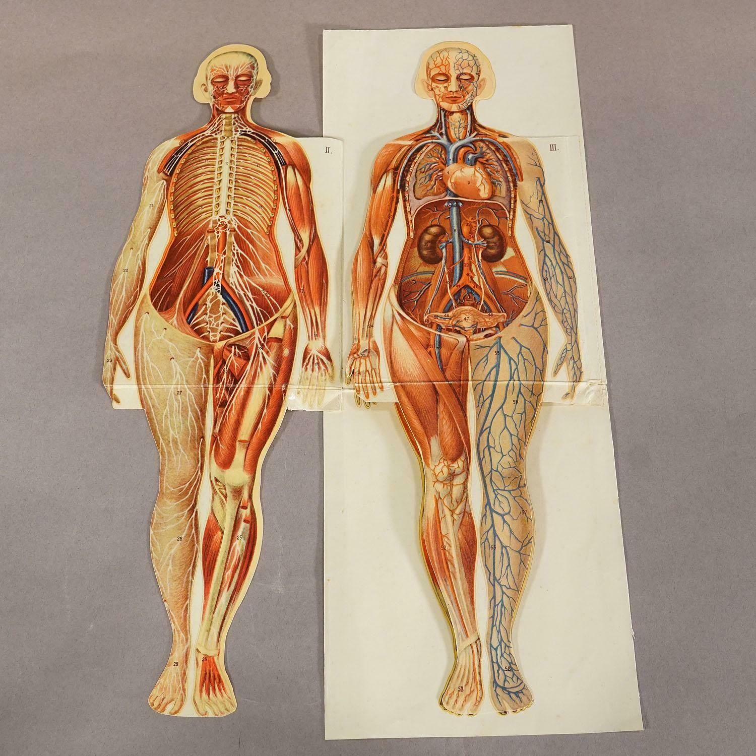 Antique Foldable Anatomical Brochure Depicting Female Anatomy photo for sale