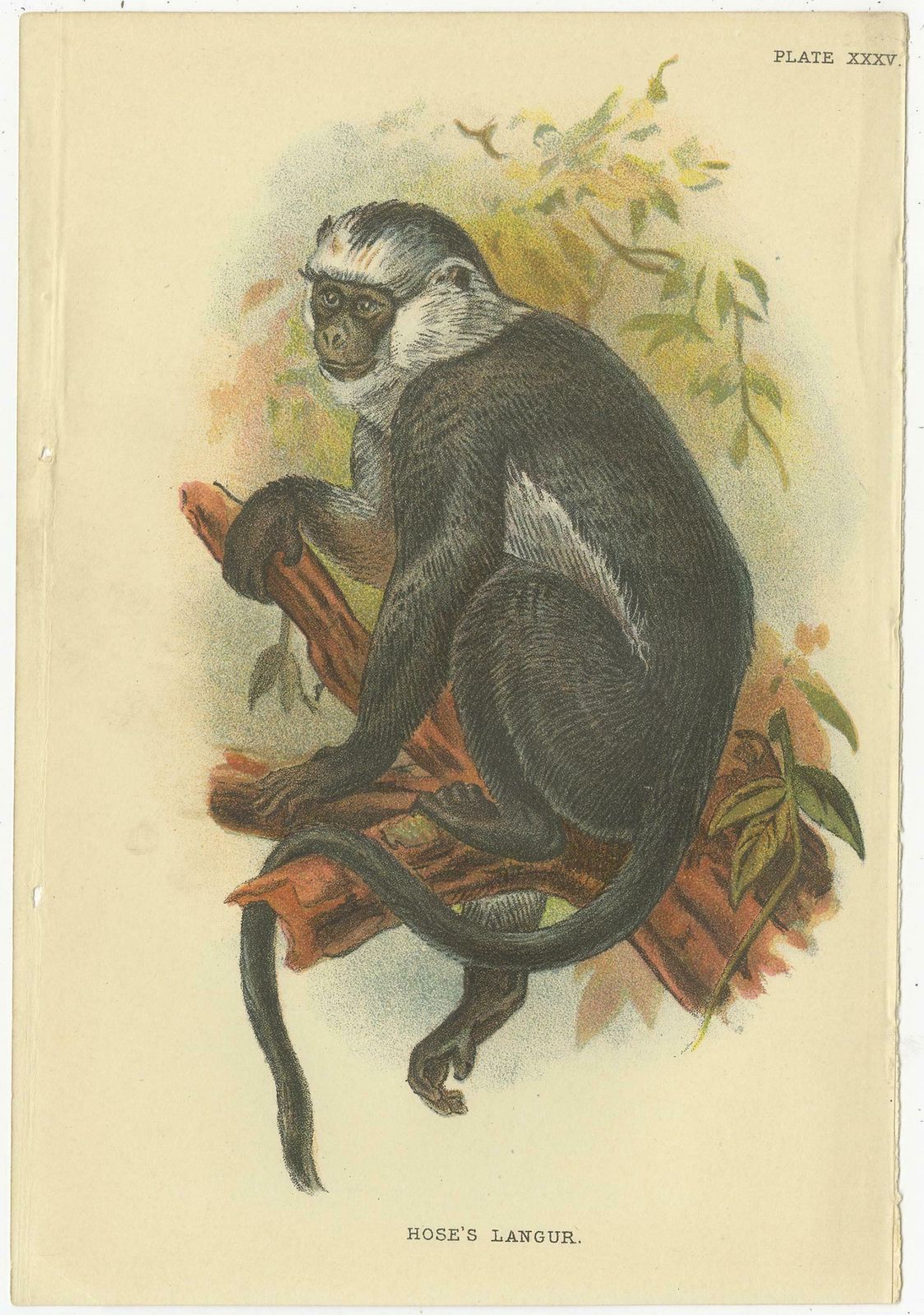 Set Of 2 Antique Prints Of Langur Monkey Species By Lloyd, Circa 1894 photo for sale
