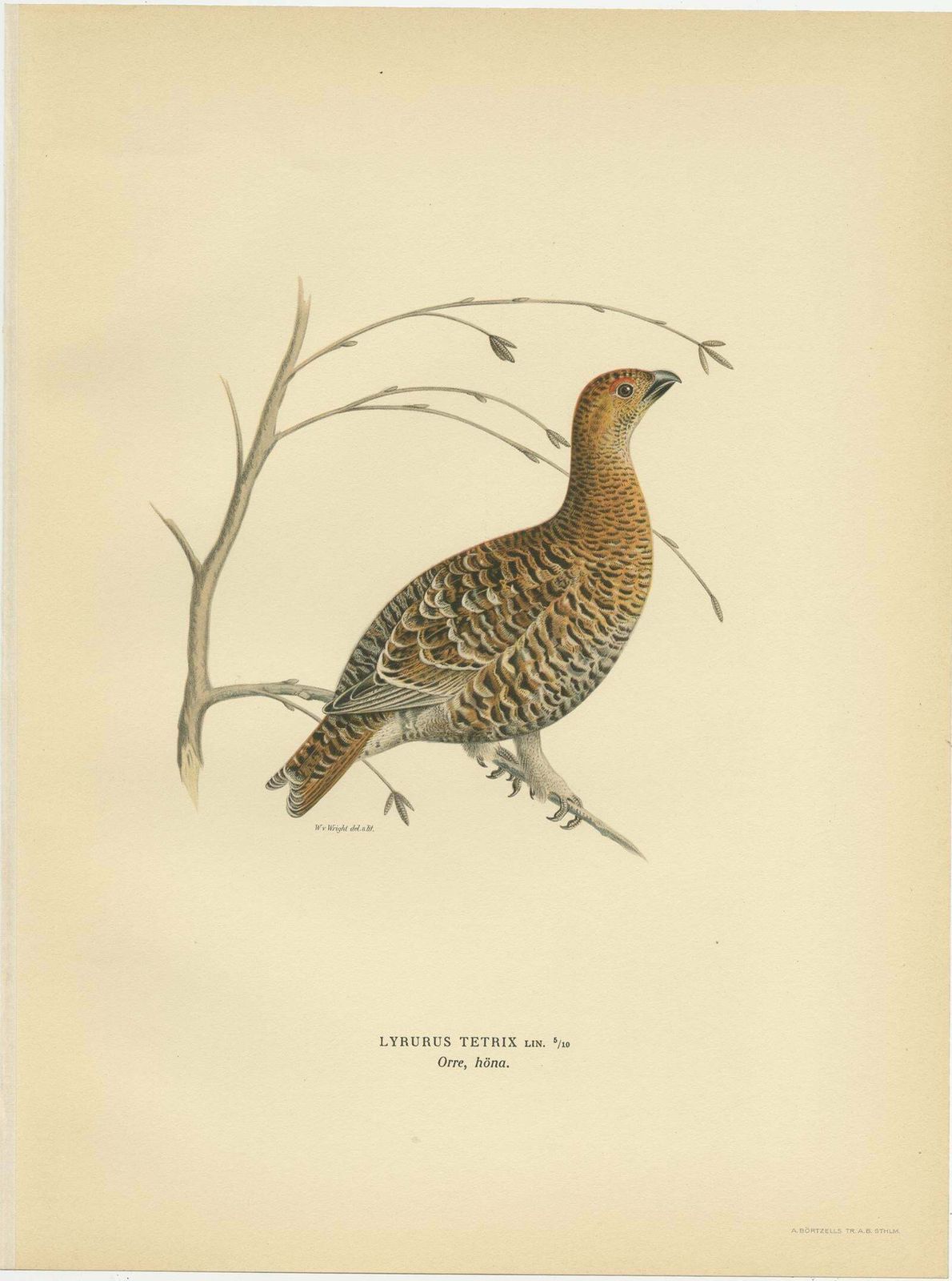 Antique Bird Print Of The Black Grouse By Von Wright, 1929 photo furniture