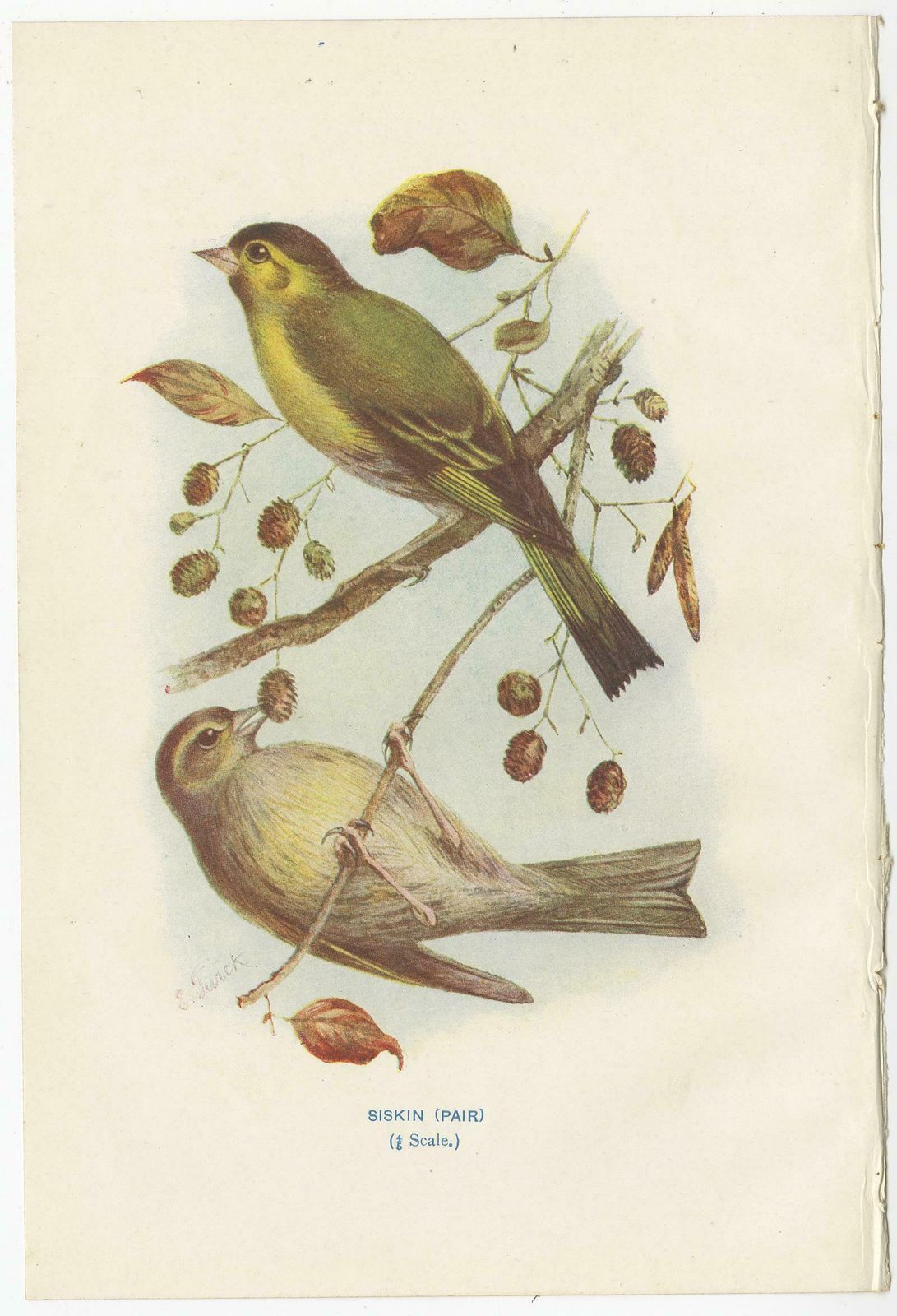 Set Of 4 Antique Bird Prints Siskin, Woodpecker, Wryneck, 1901 photo furniture