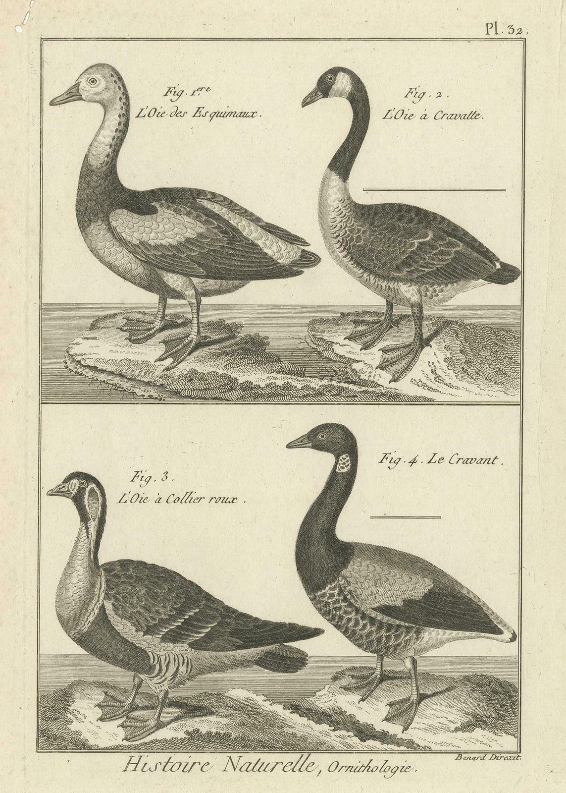 Antique Bird Print Of Various Geese By Bonnaterre, '1790' photo Art