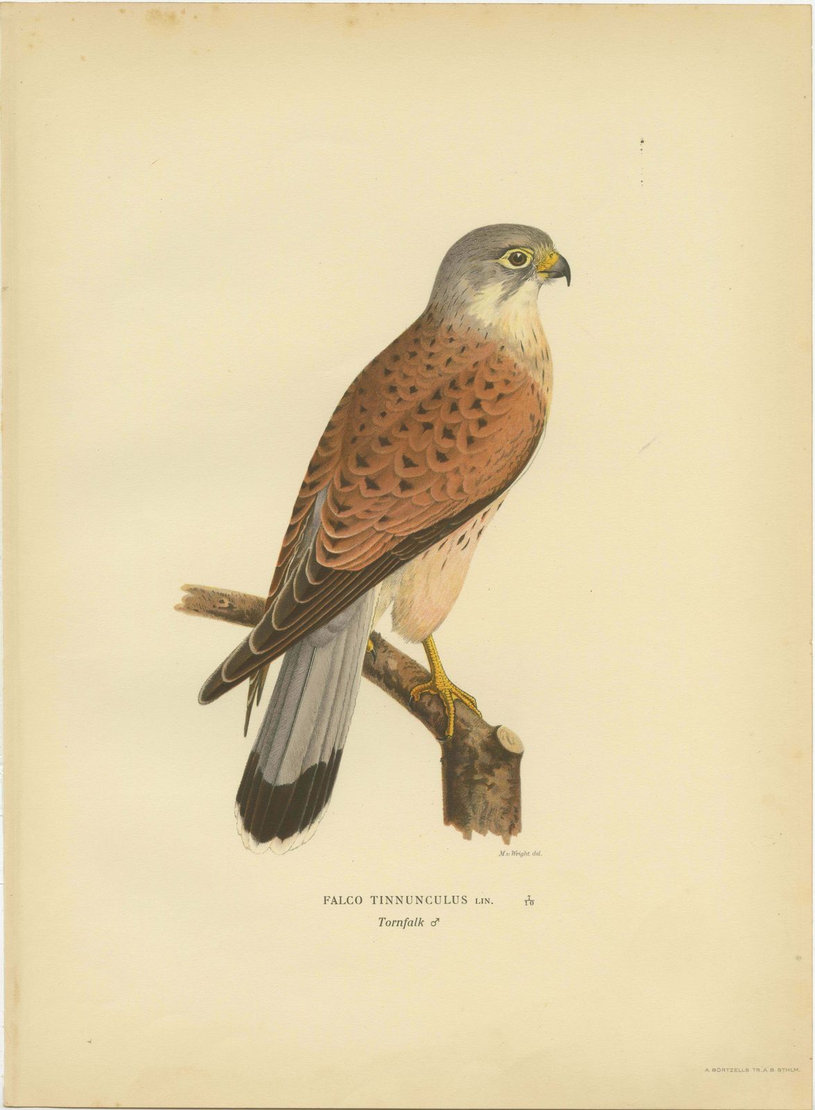 Antique Bird Print Of The Common Kestrel By Von Wright '1929' photo for sale