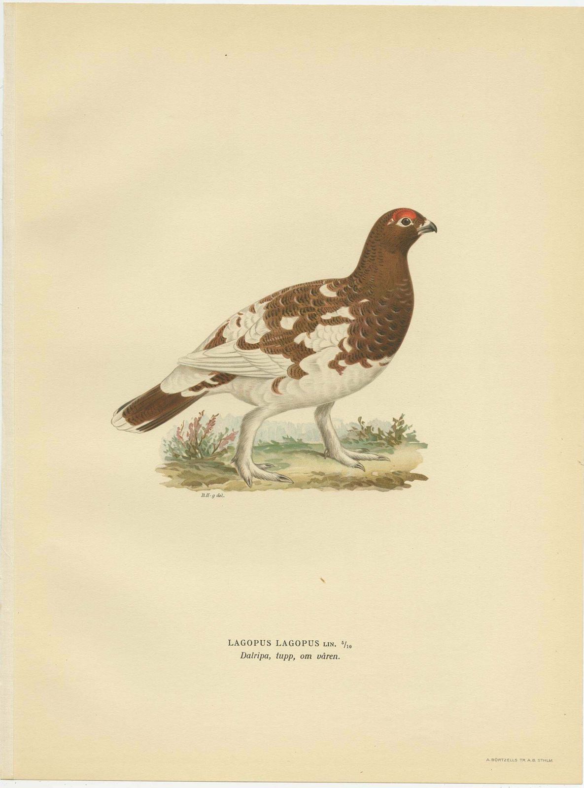 Antique Bird Print Of The Willow Ptarmigan 'Female' By Von Wright '1929 photo for sale
