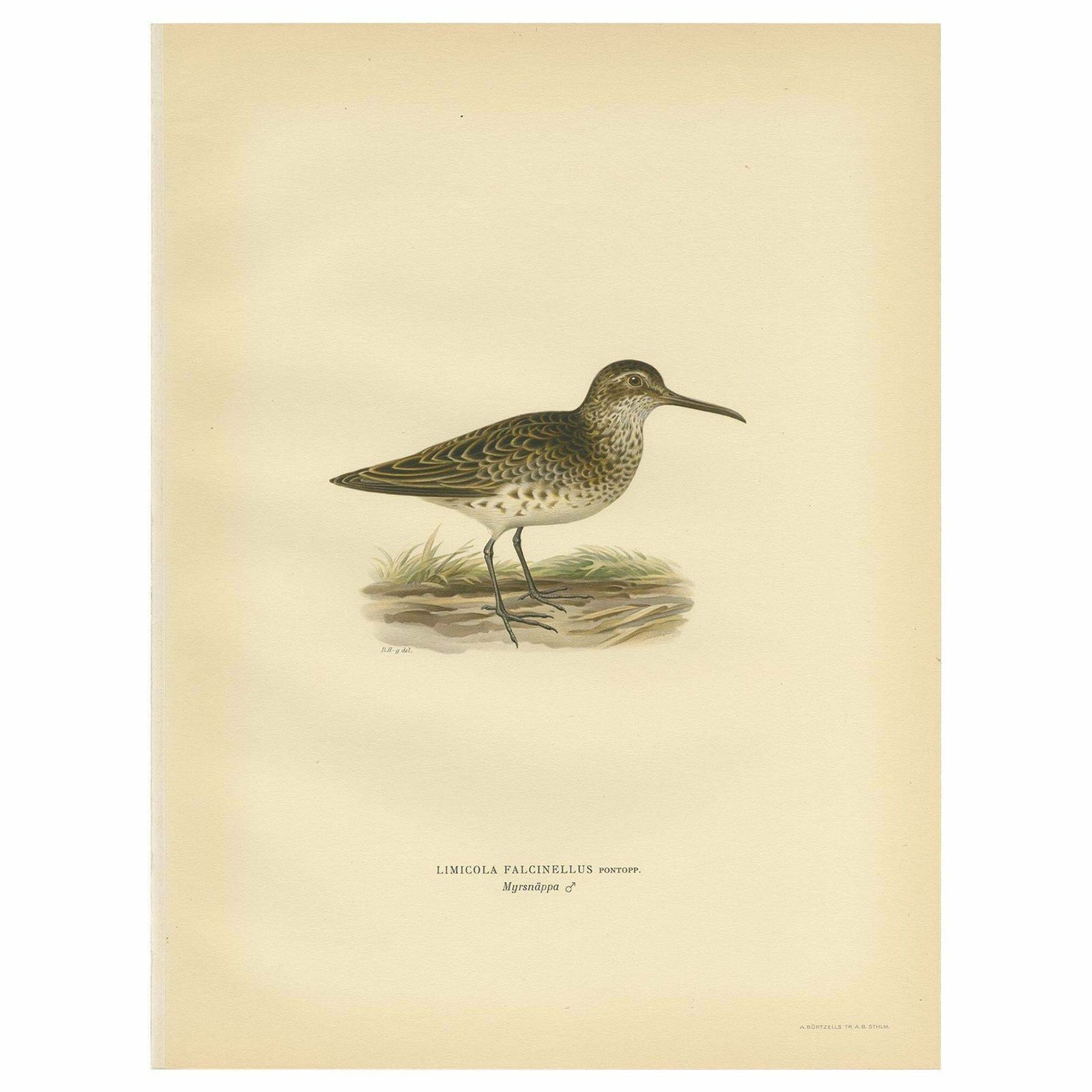 Antique Bird Print Of The Broad Billed Sandpiper, 'Male' By Von Wright '1929'