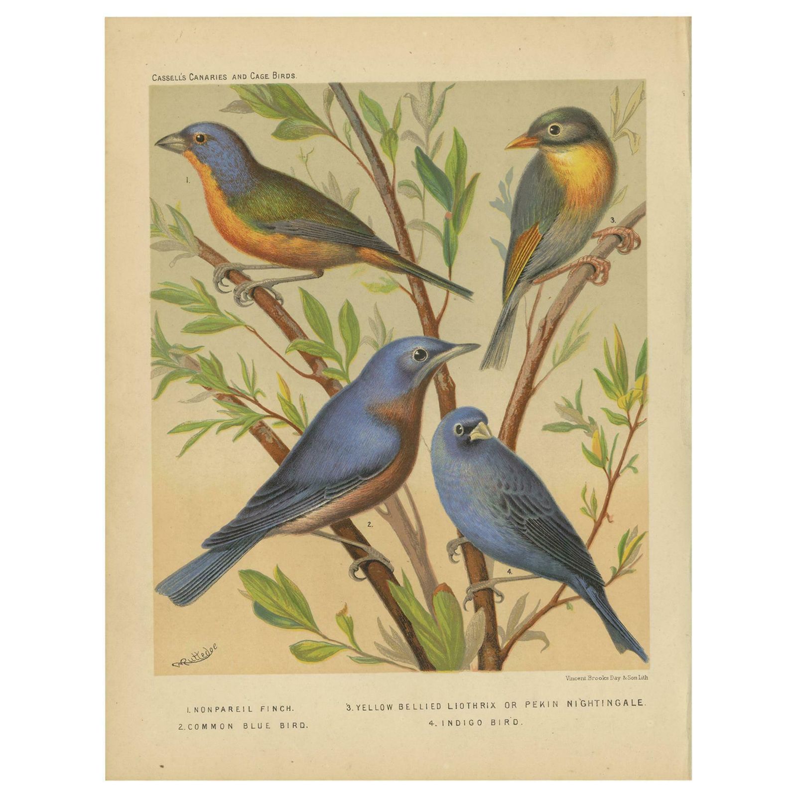 Antique Bird Print Of Pin Tailed Parrot Finch, Yellow Billed Leiothrix And Other