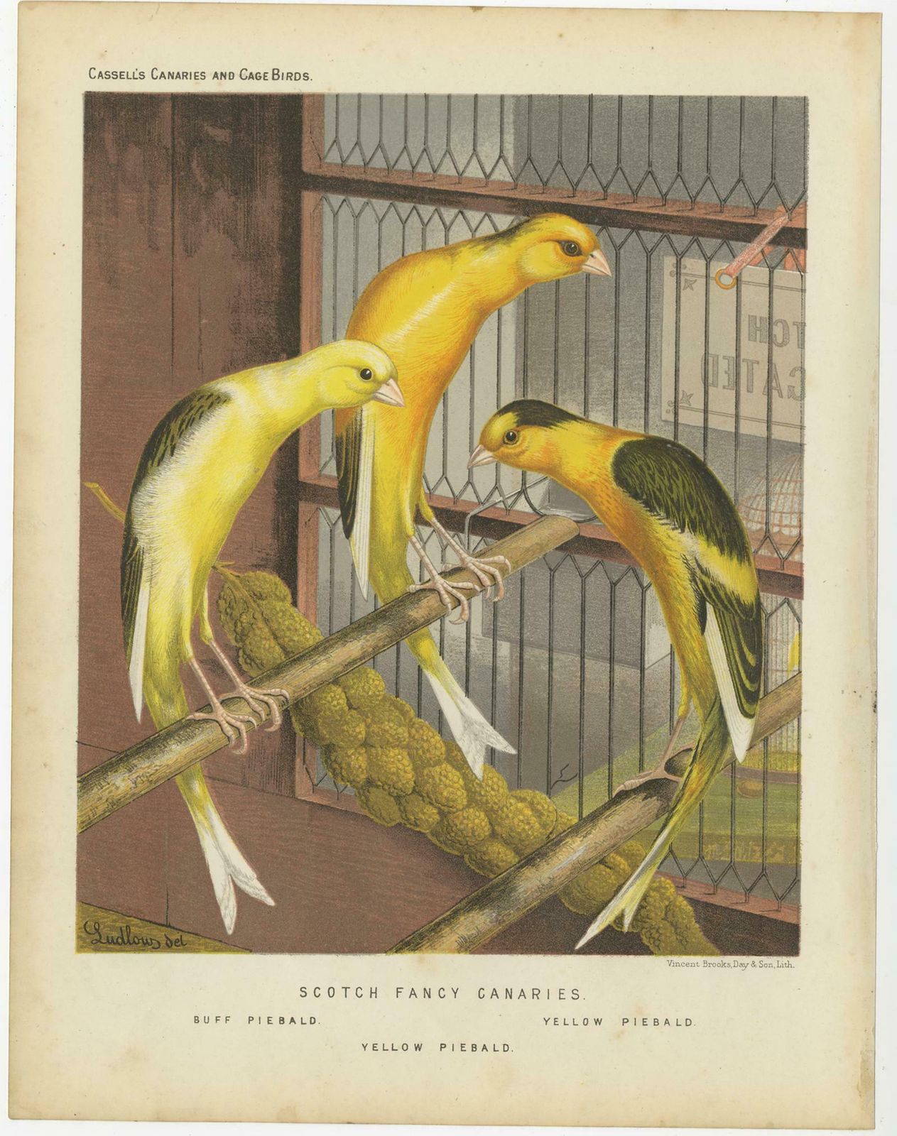 Antique Bird Print Of The Scotch Fancy Canaries, Circa 1880 photo for sale